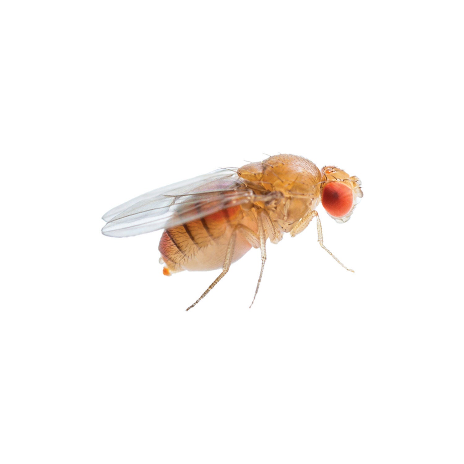 Live Fruit Flies