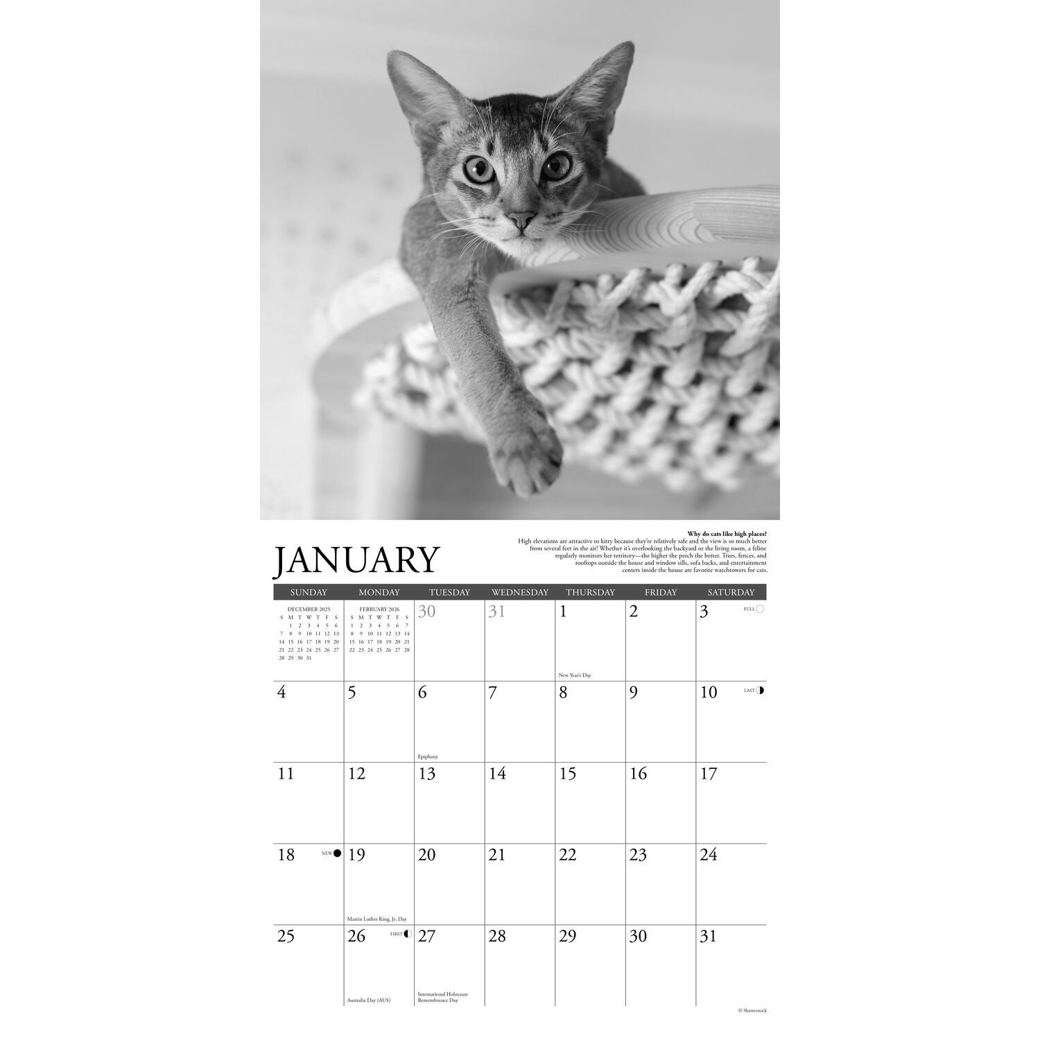 Willow Creek Press 2026 Why Cats Do That Wall Calendar
