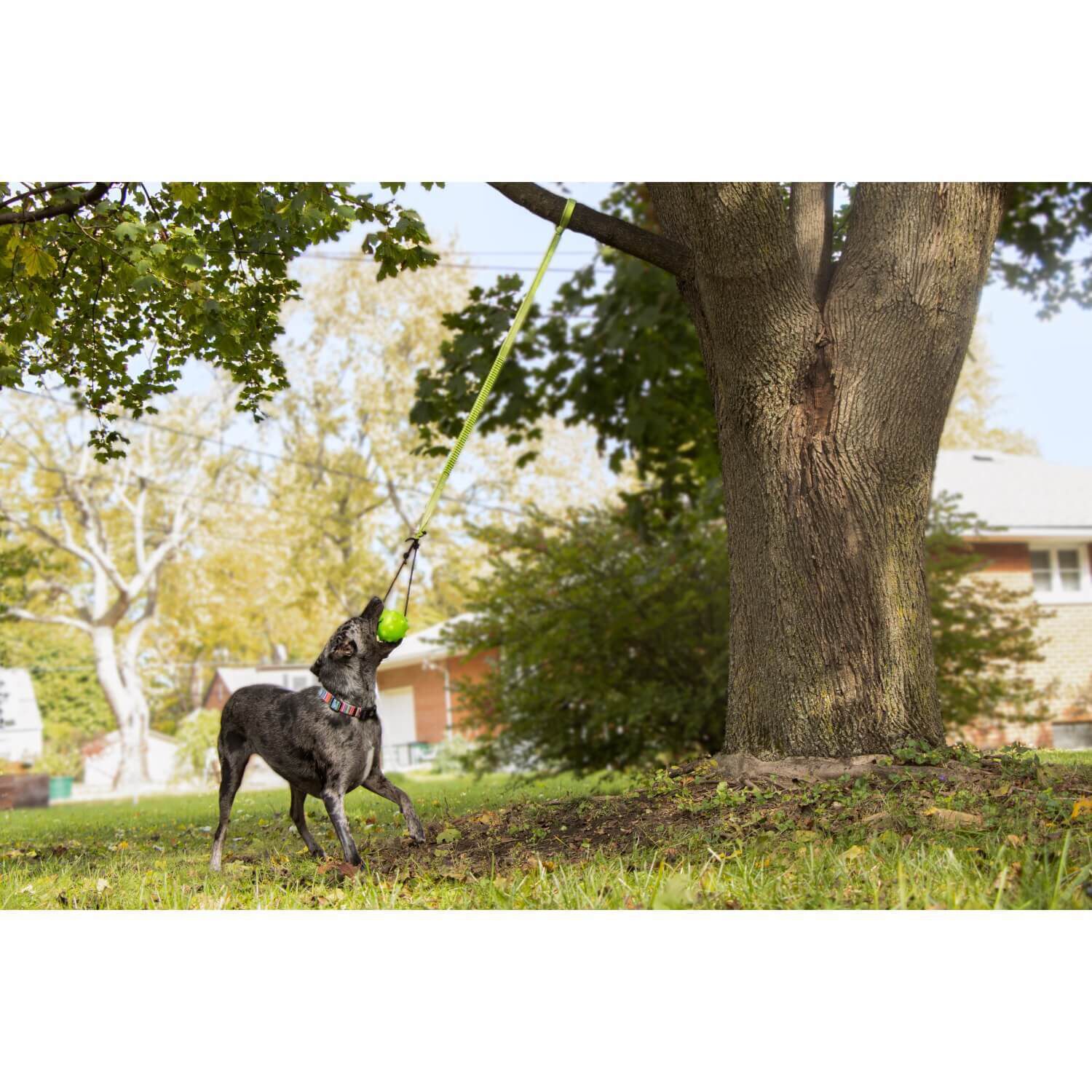 Jolly Pets Tree Tugger Dog Tug Toy 1ea Pet Supermarket