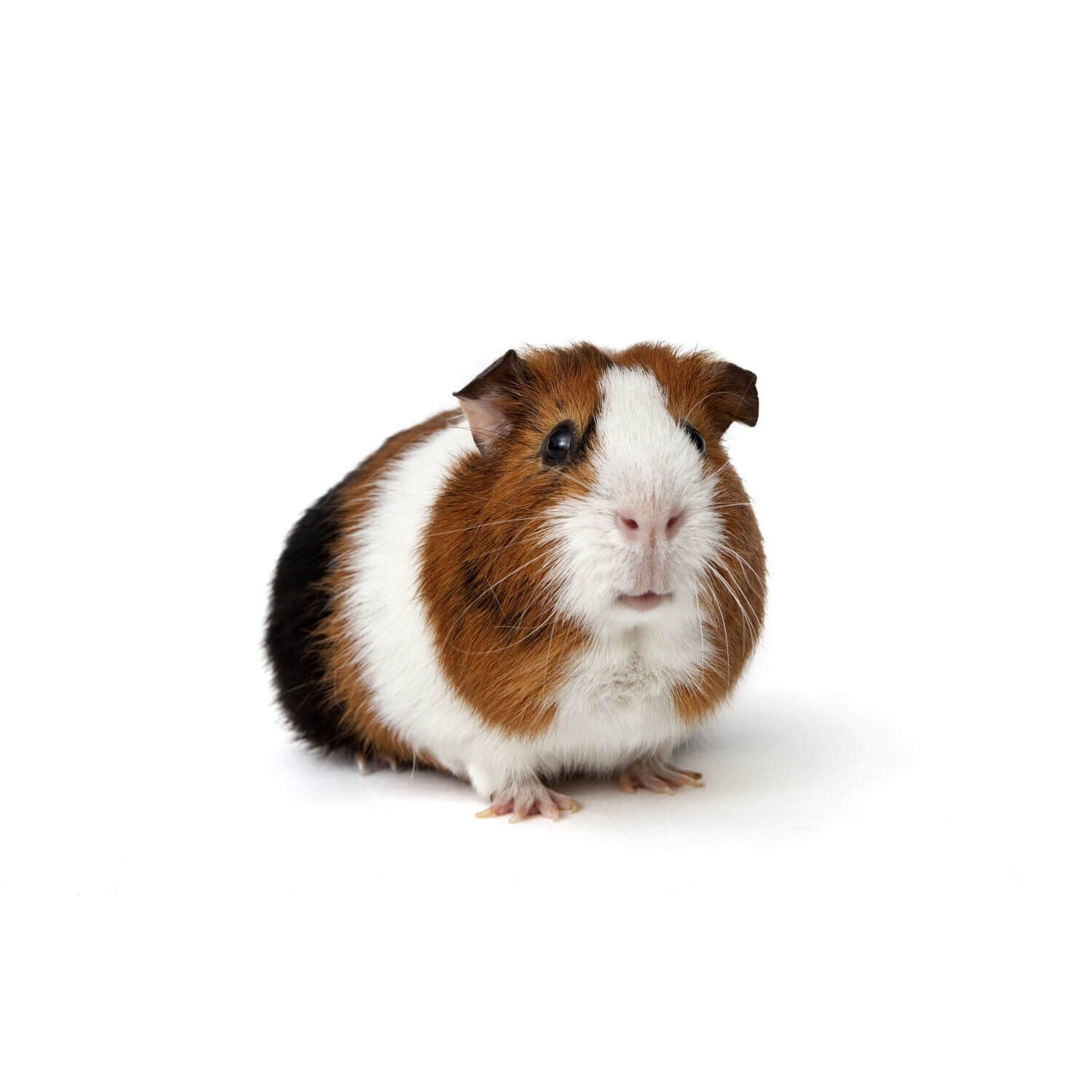 Assorted Guinea Pig