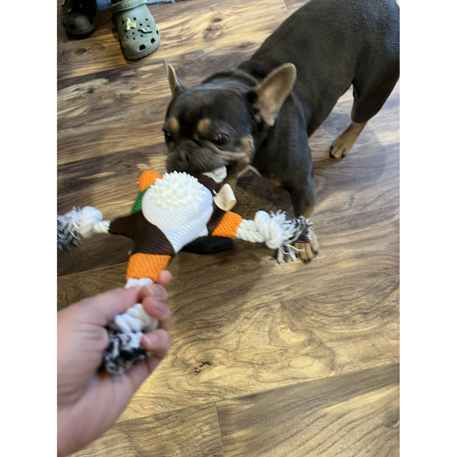 Territory Mallard Duck 2-In-1 Fetch Tug Dog Toy, 10"