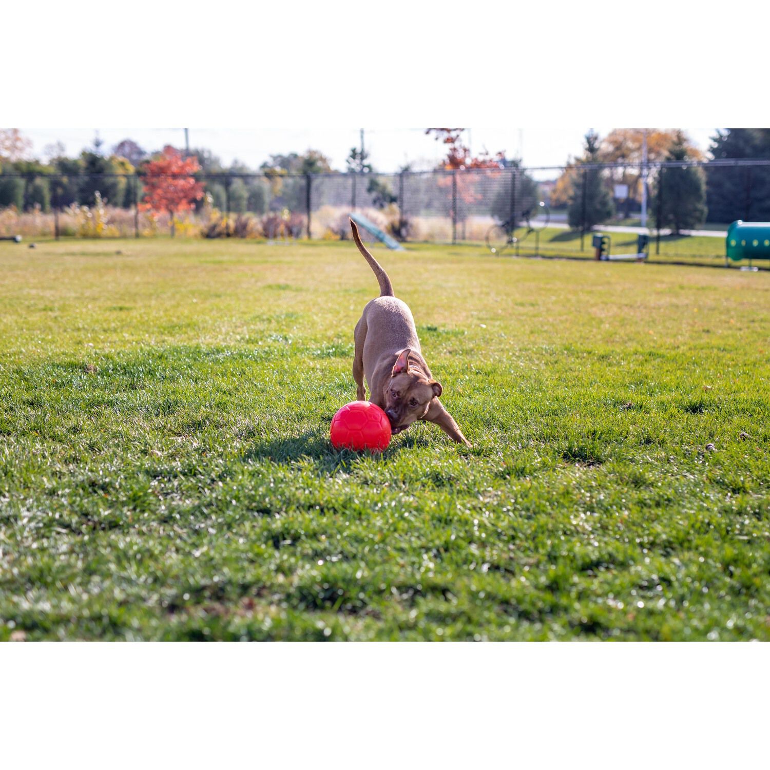 Jolly Pets Soccer Ball Dog Toy, Small, 6", Orange