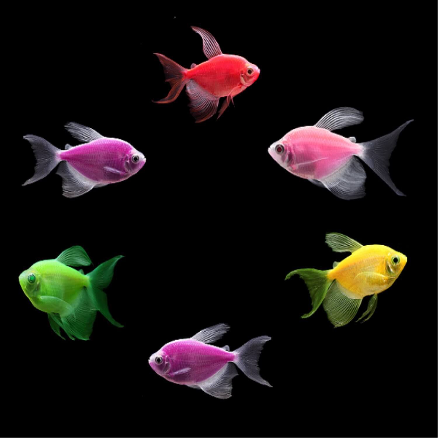 Glofish long shop fin tetra care