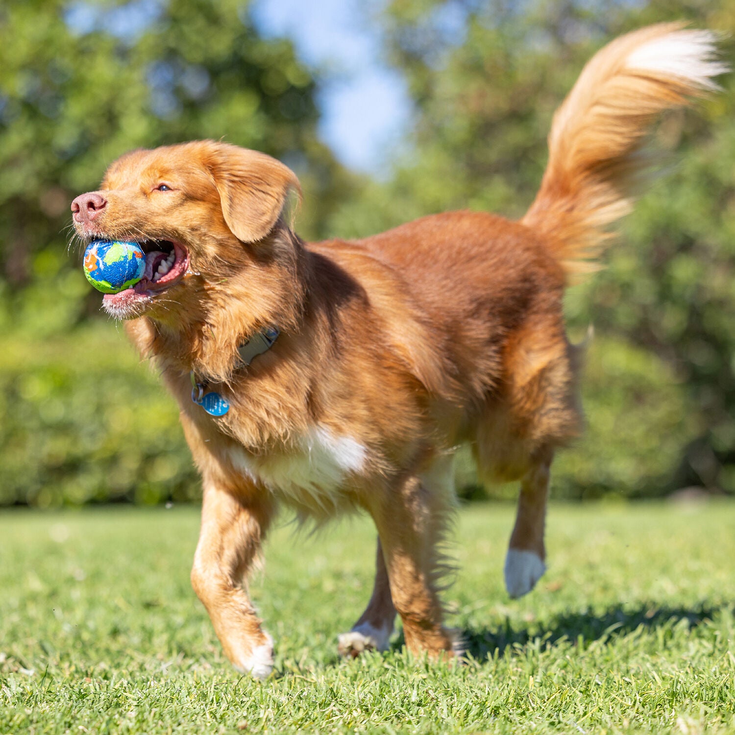 Chuckit! Ecofetch Ball Dog Toy, Medium