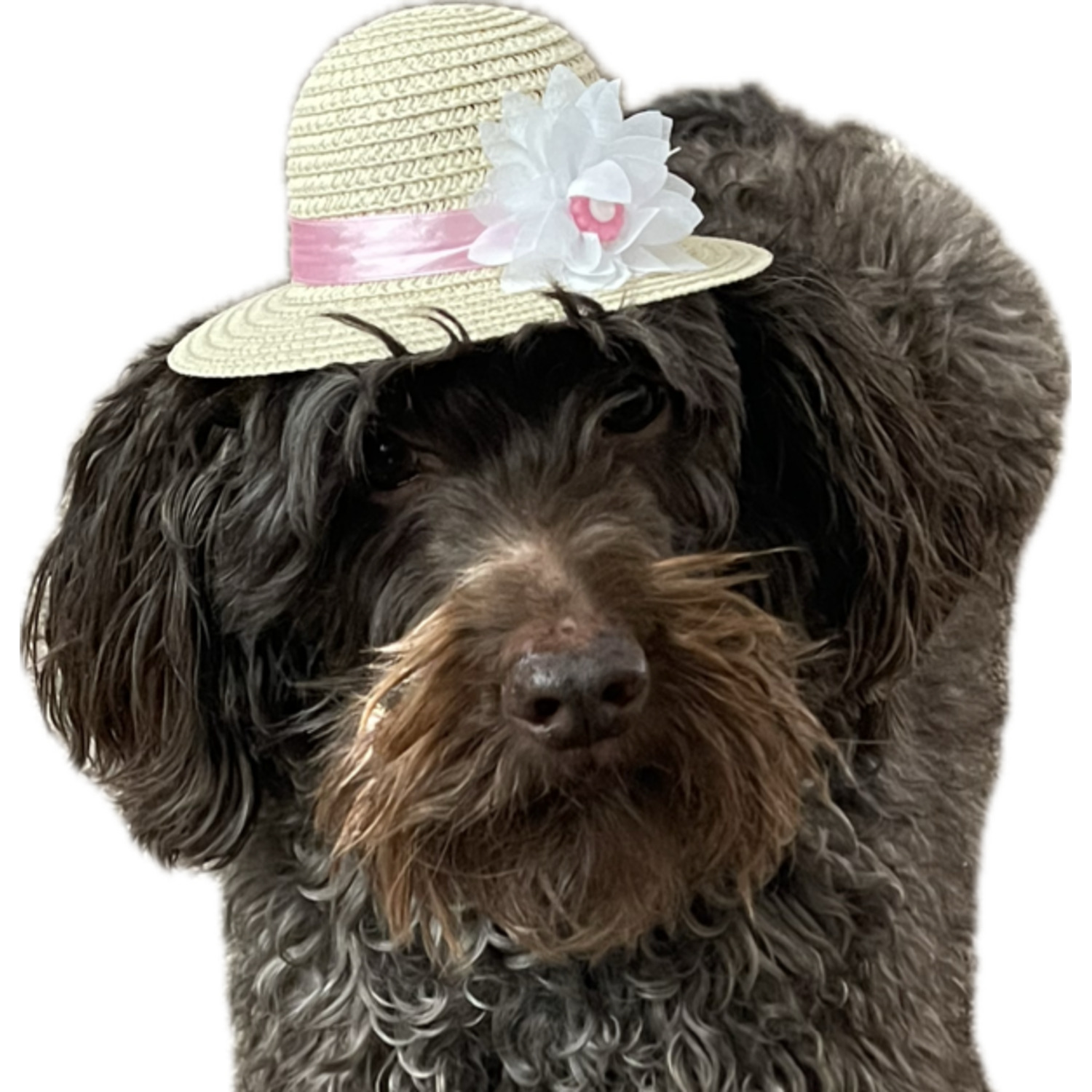 Bailey & Bella Tan Flower Straw Picnic Dog Hat