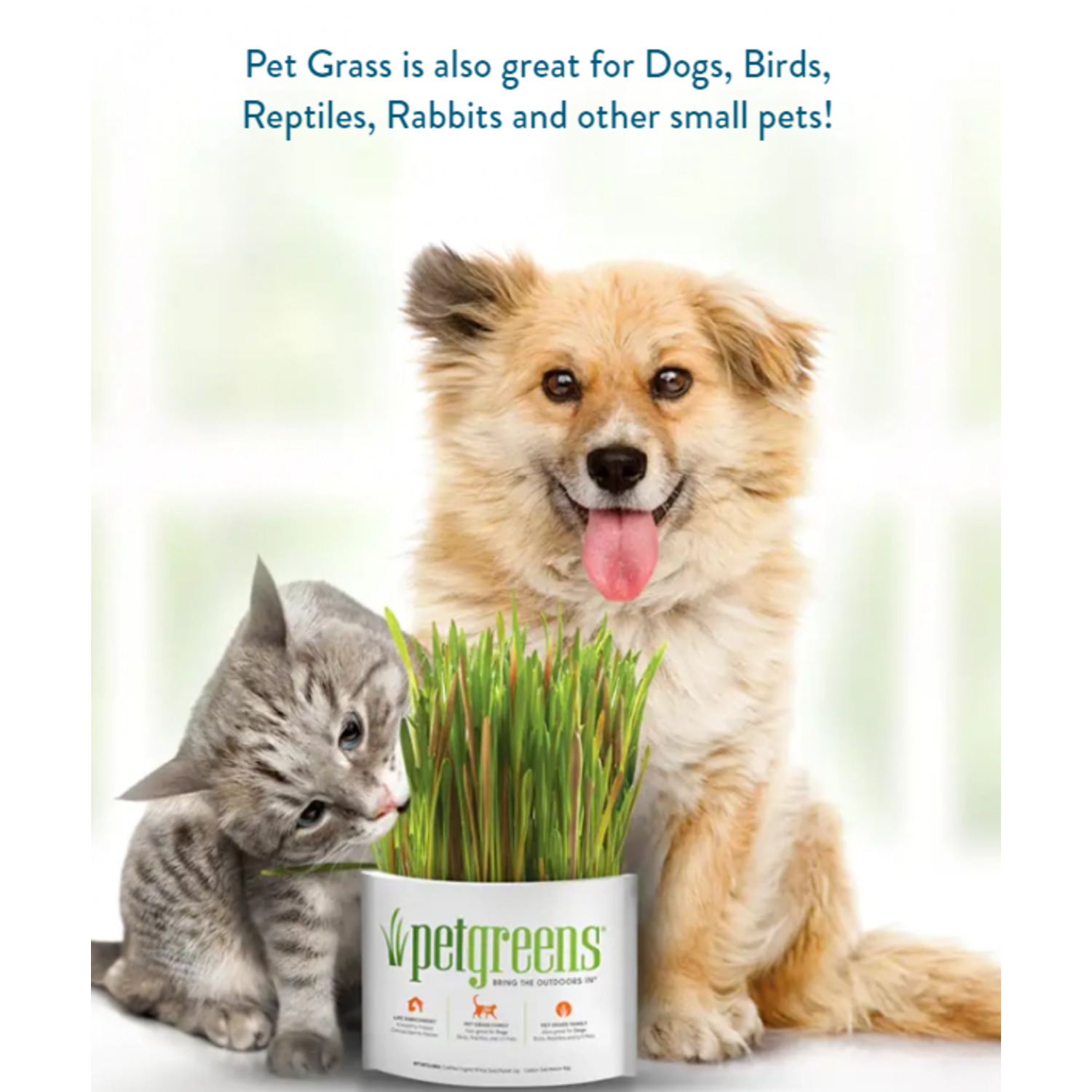 Pet Greens Easy Self-Grow Organic Cat Grass Garden Cat, Dog, & Small Pet Treats