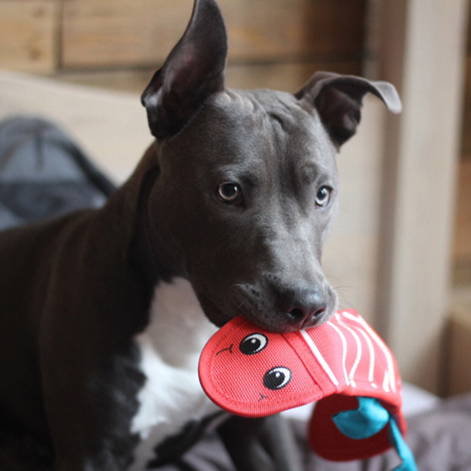 Outward Hound Fire Biterz Red 2 Squeaker