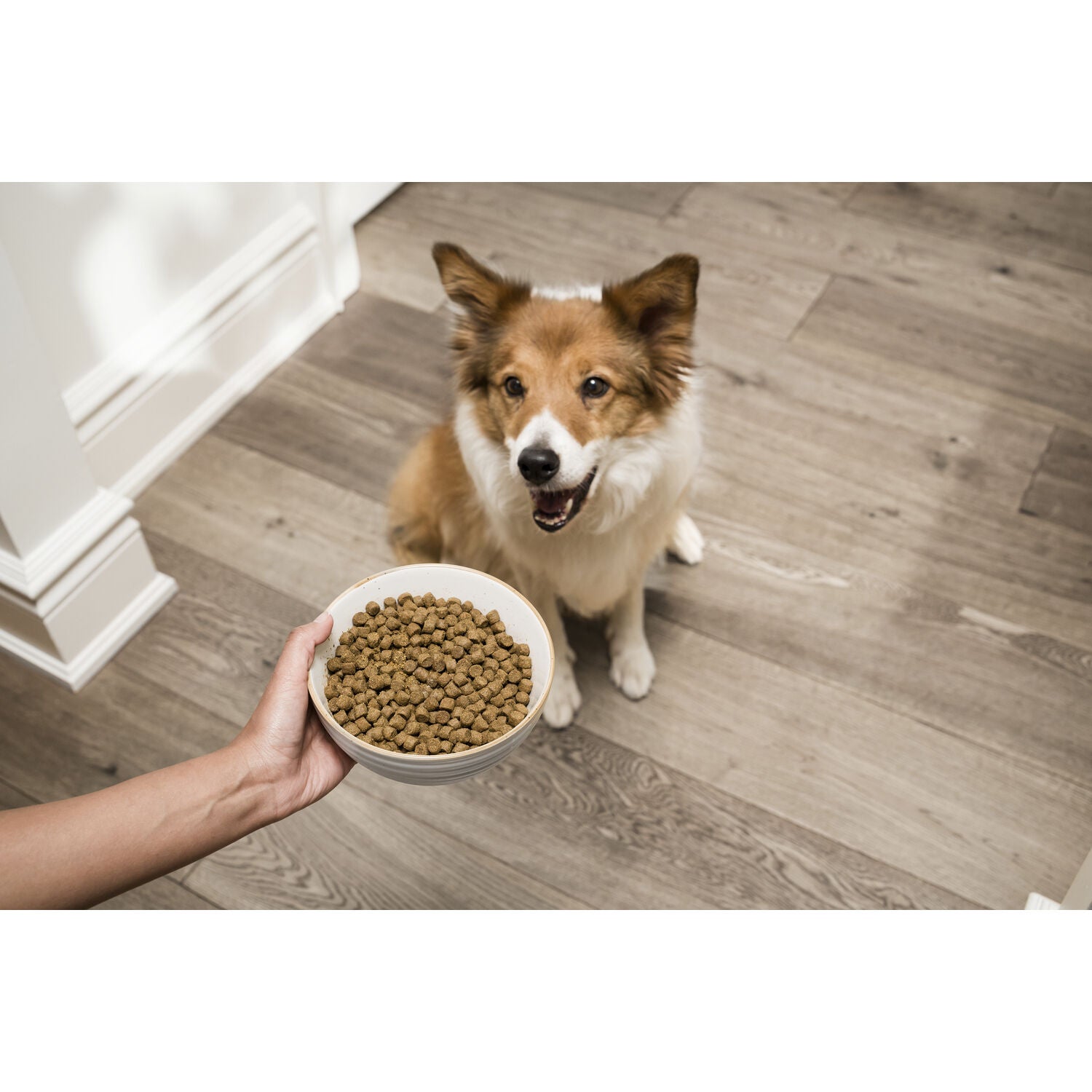 Open Farm Homestead Turkey And Ancient Grains Recipe Dry Dog Food, 4Lb