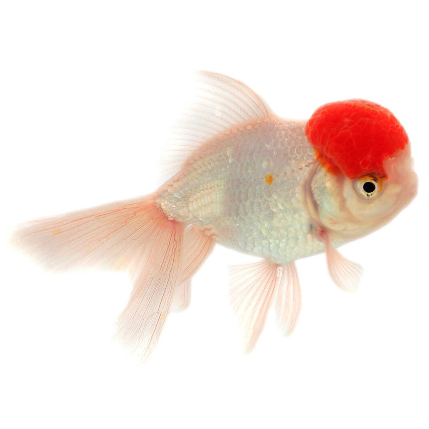 Red Cap Oranda Goldfish - Regular