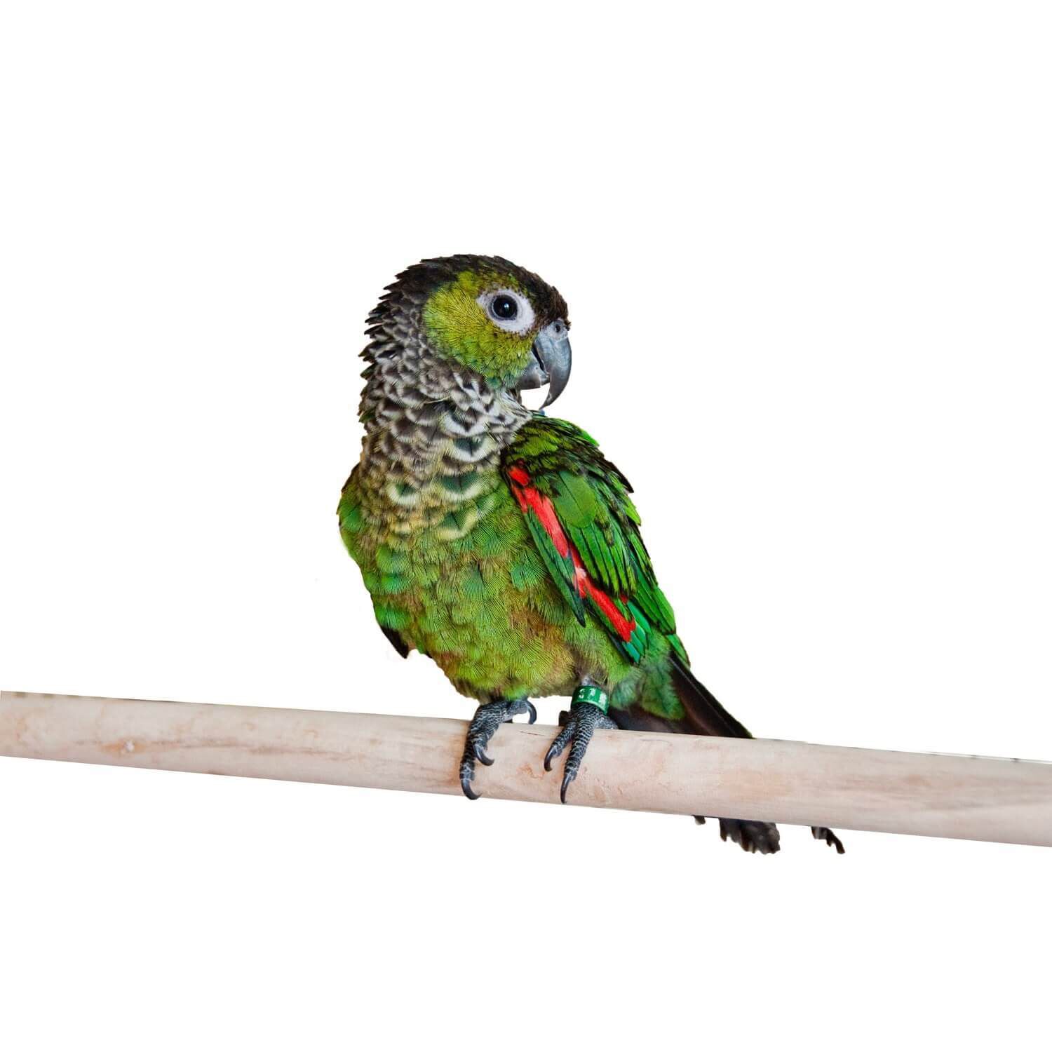 Black Cap Conure Hand Fed