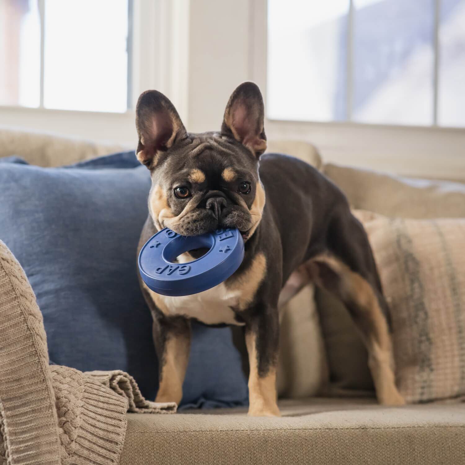 Gap Rubber Rivet Durable Dog Chew Toy