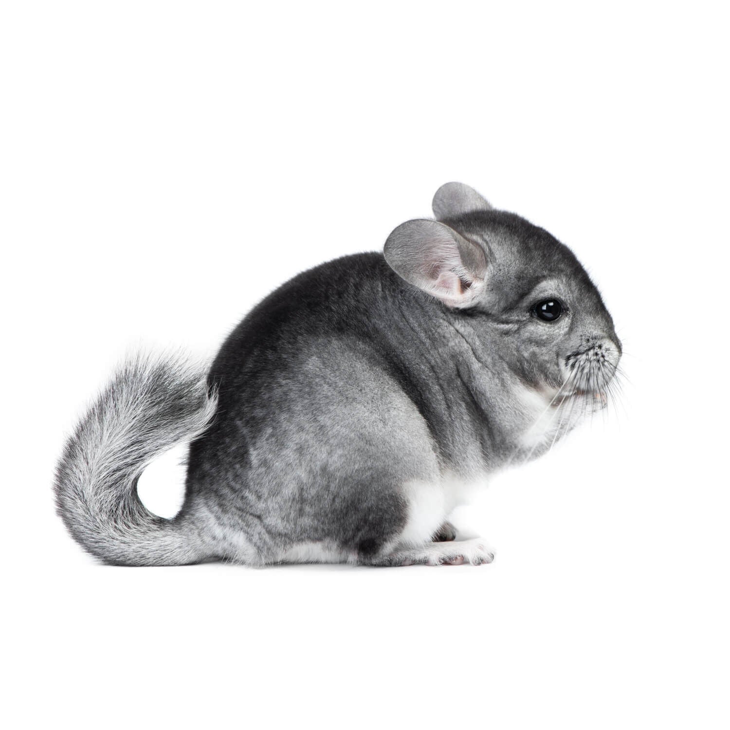Grey Chinchilla