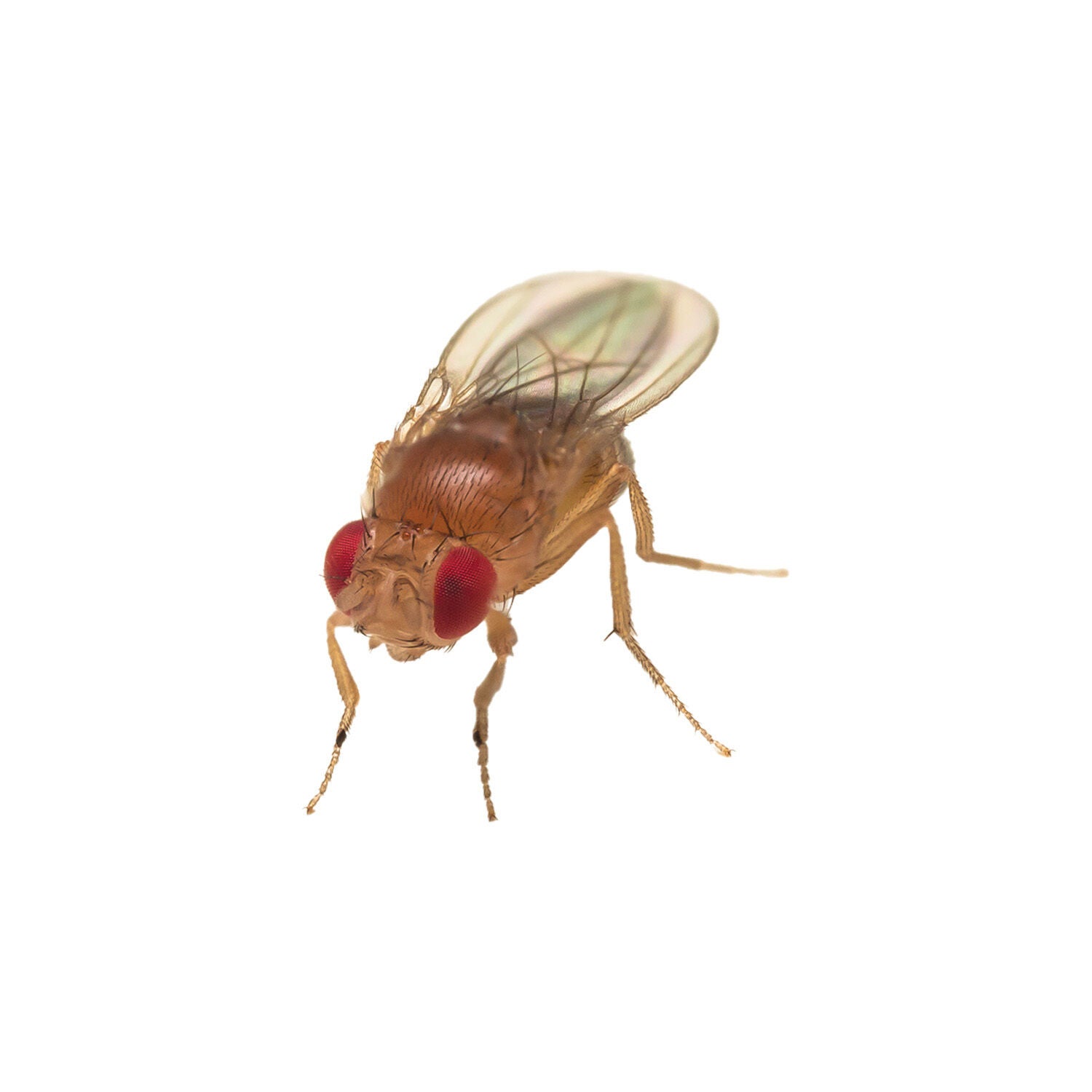 Live Fruit Flies