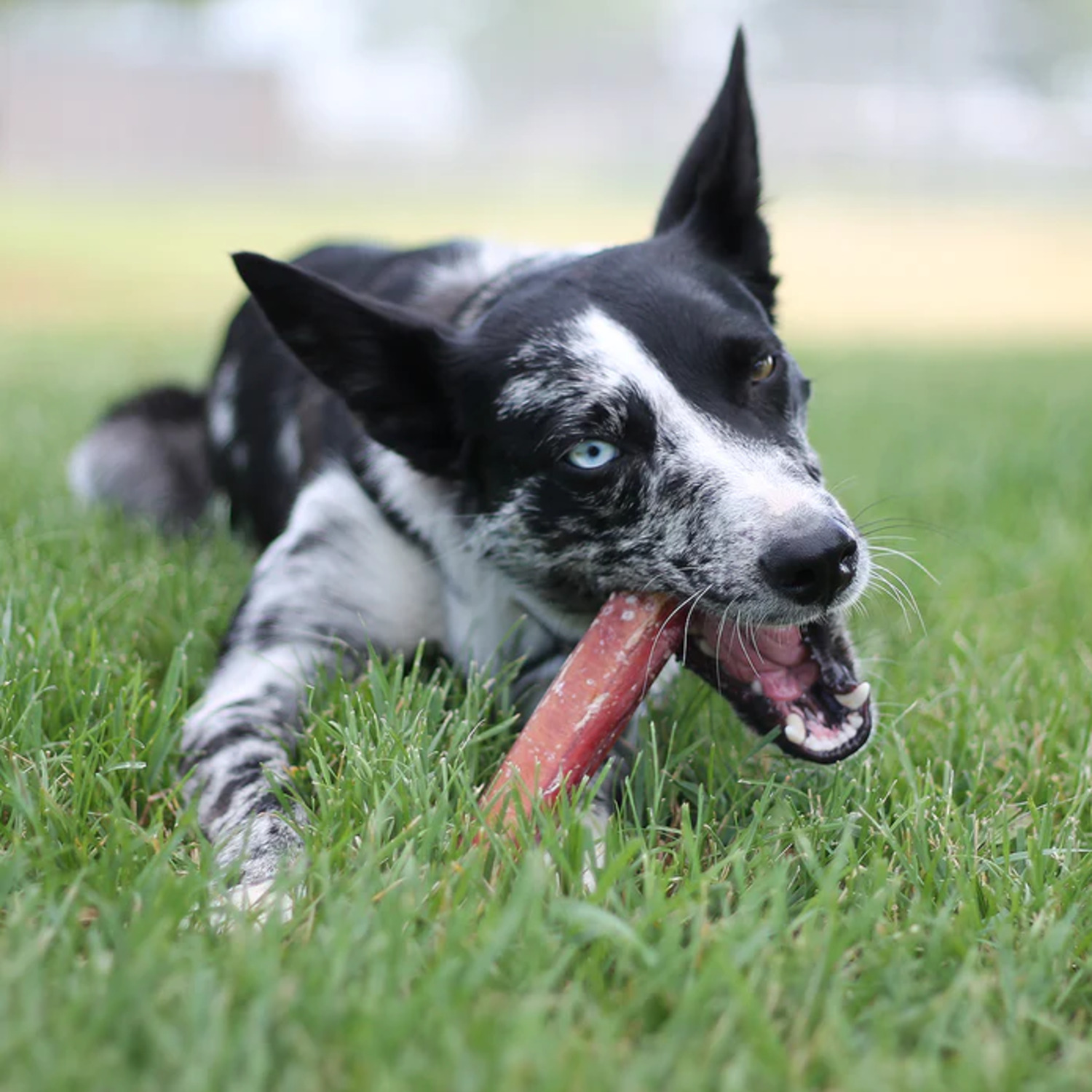 Performatrin Ultra Odor-Free Jumbo Bully Stick Natural Dog Chew, 6"