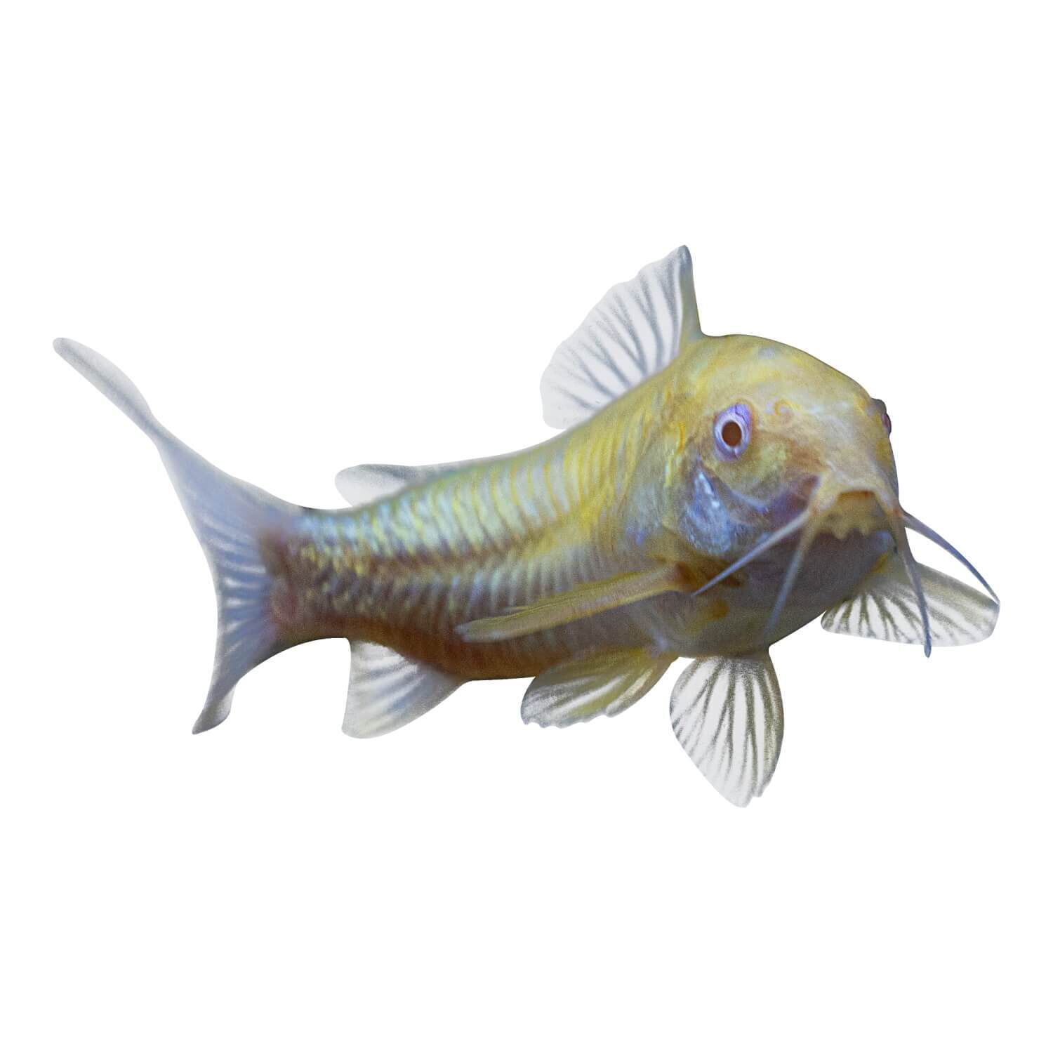 Glofish Corydoras Catfish