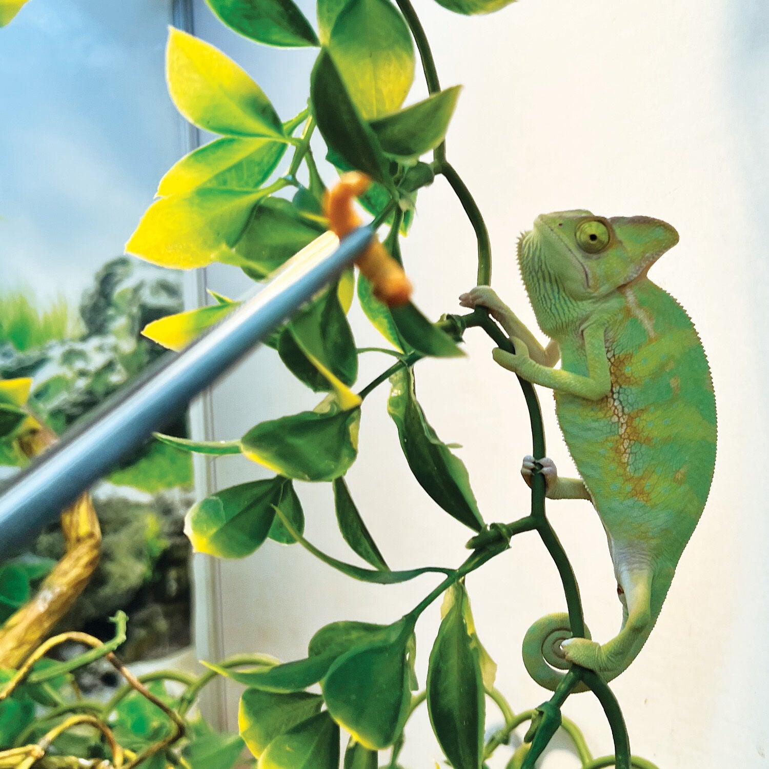 Veiled Chameleon Cage Chameleon Kit Reptibreeze Zoomed Reptibreeze