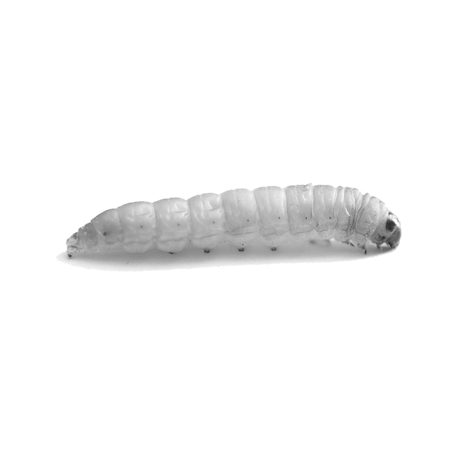 Live Waxworms