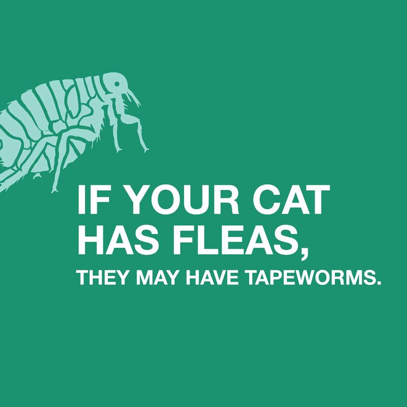 Tapeworm Dewormer For Cats image number 4