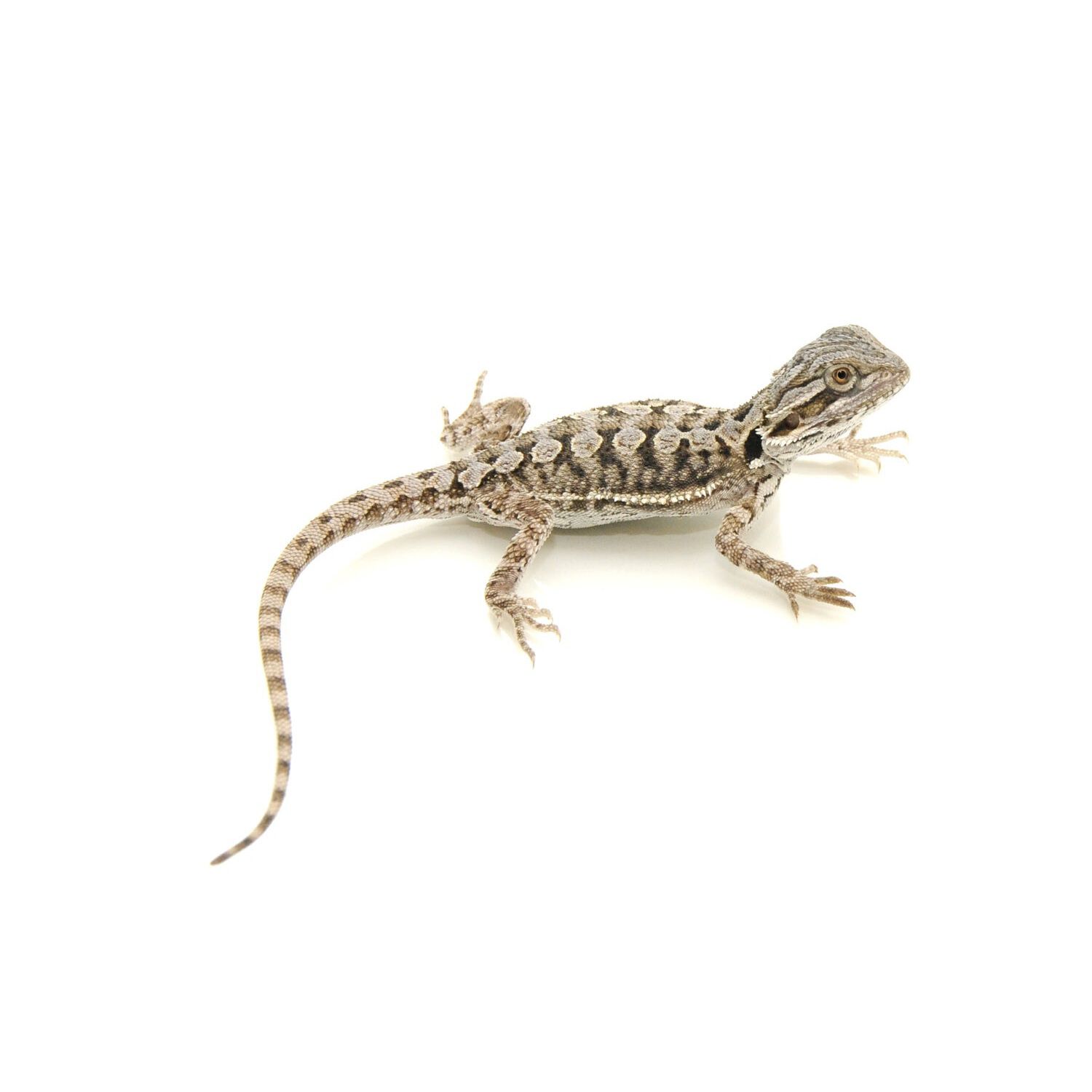 Bearded Dragon