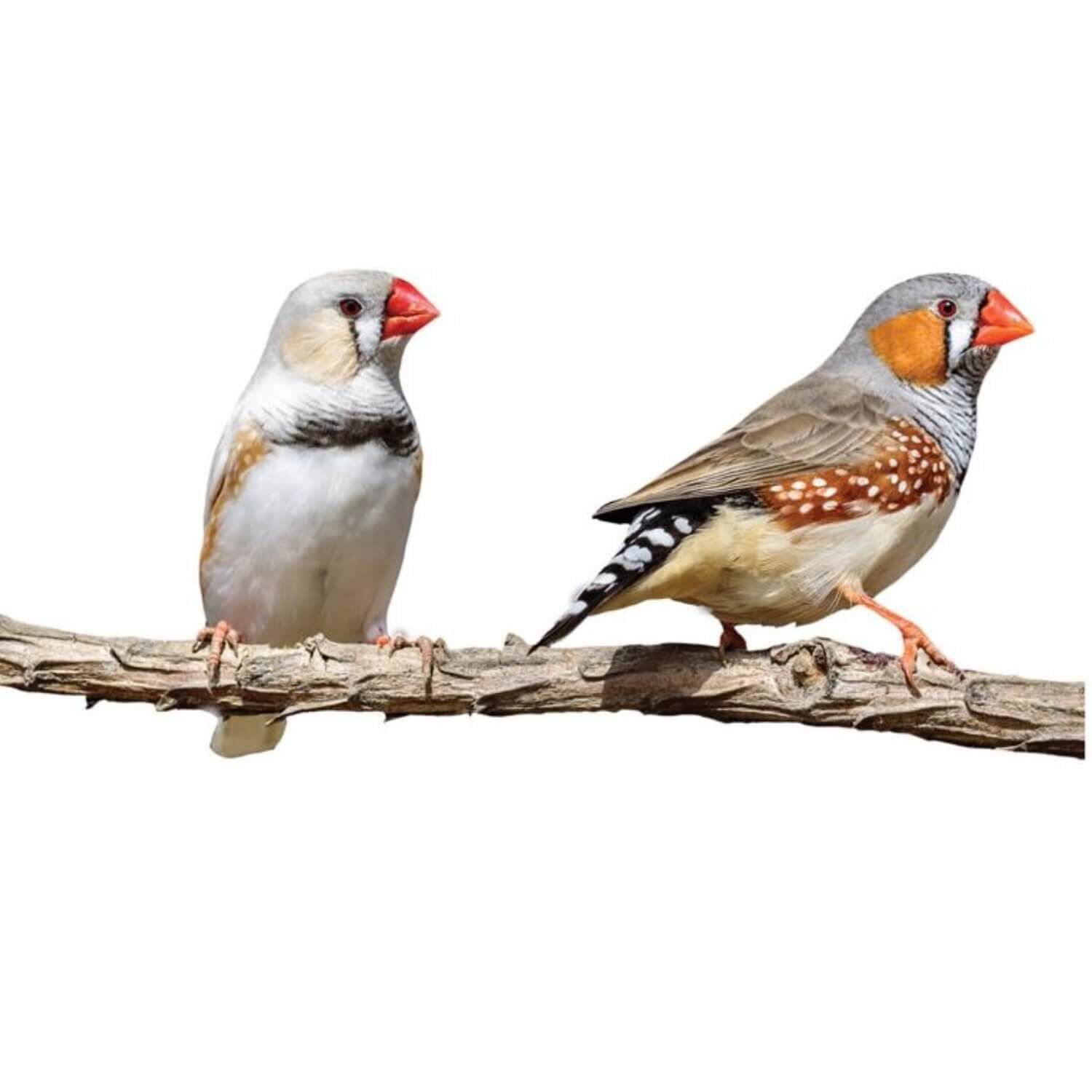 Zebra Finch 1ea Pet Supermarket
