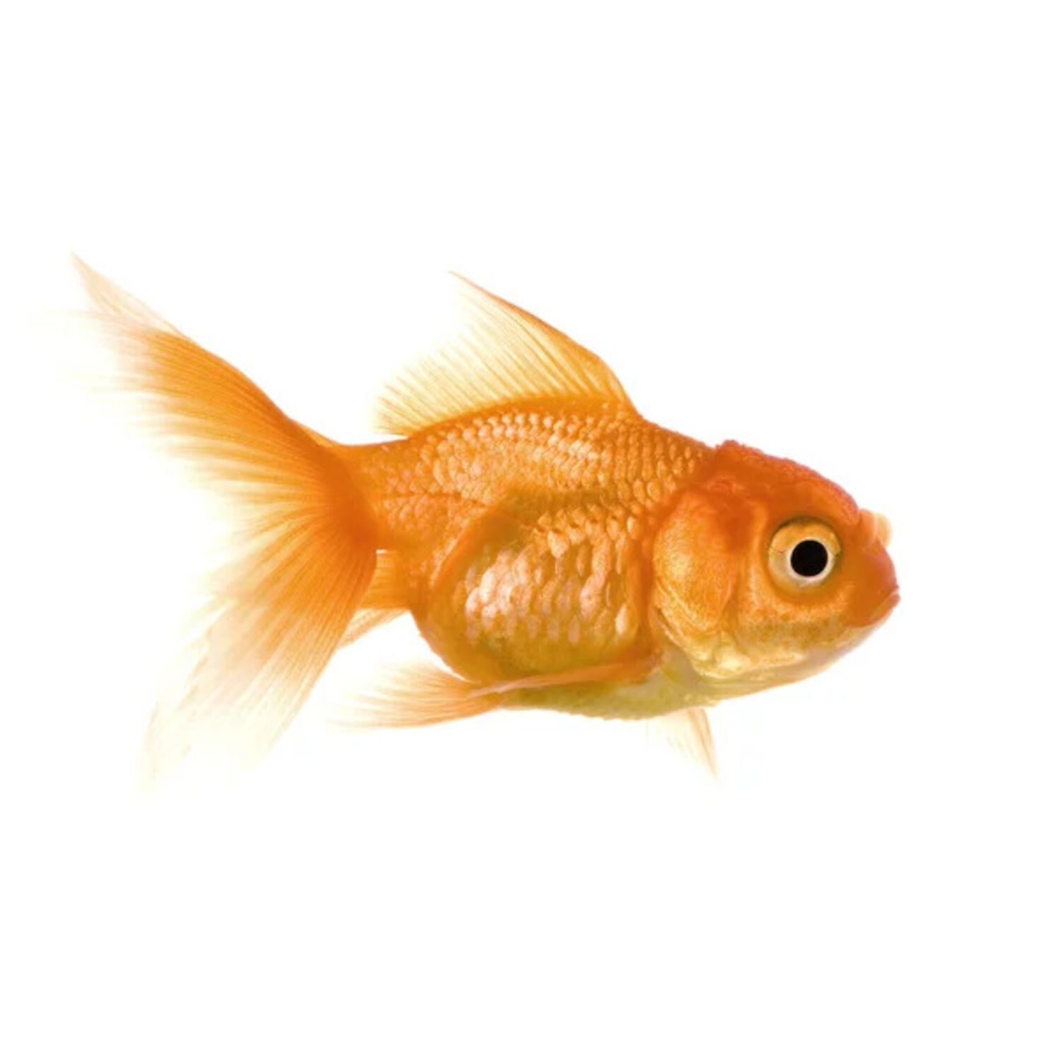 Red Lionhead Goldfish - Regular