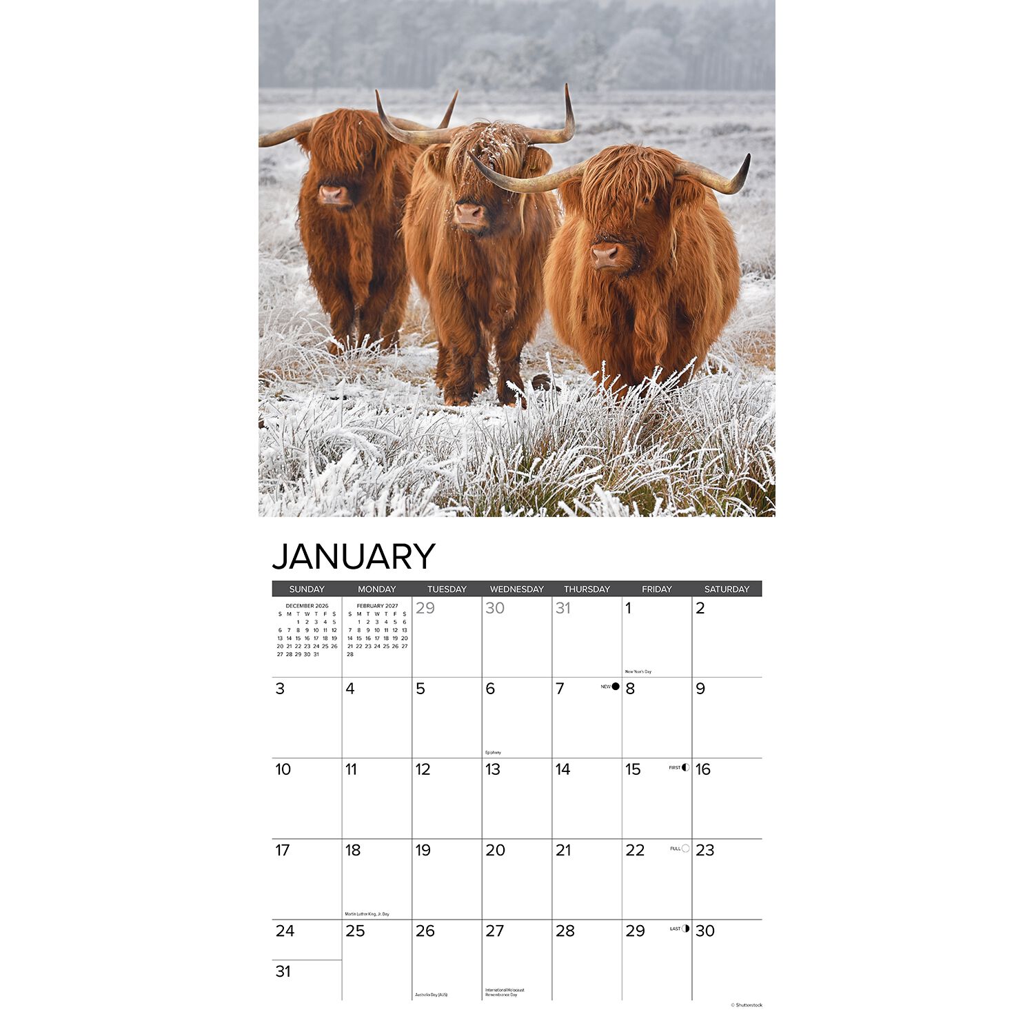 Willow Creek Press Highland Cows 2027 12" X 12" Wall Calendar
