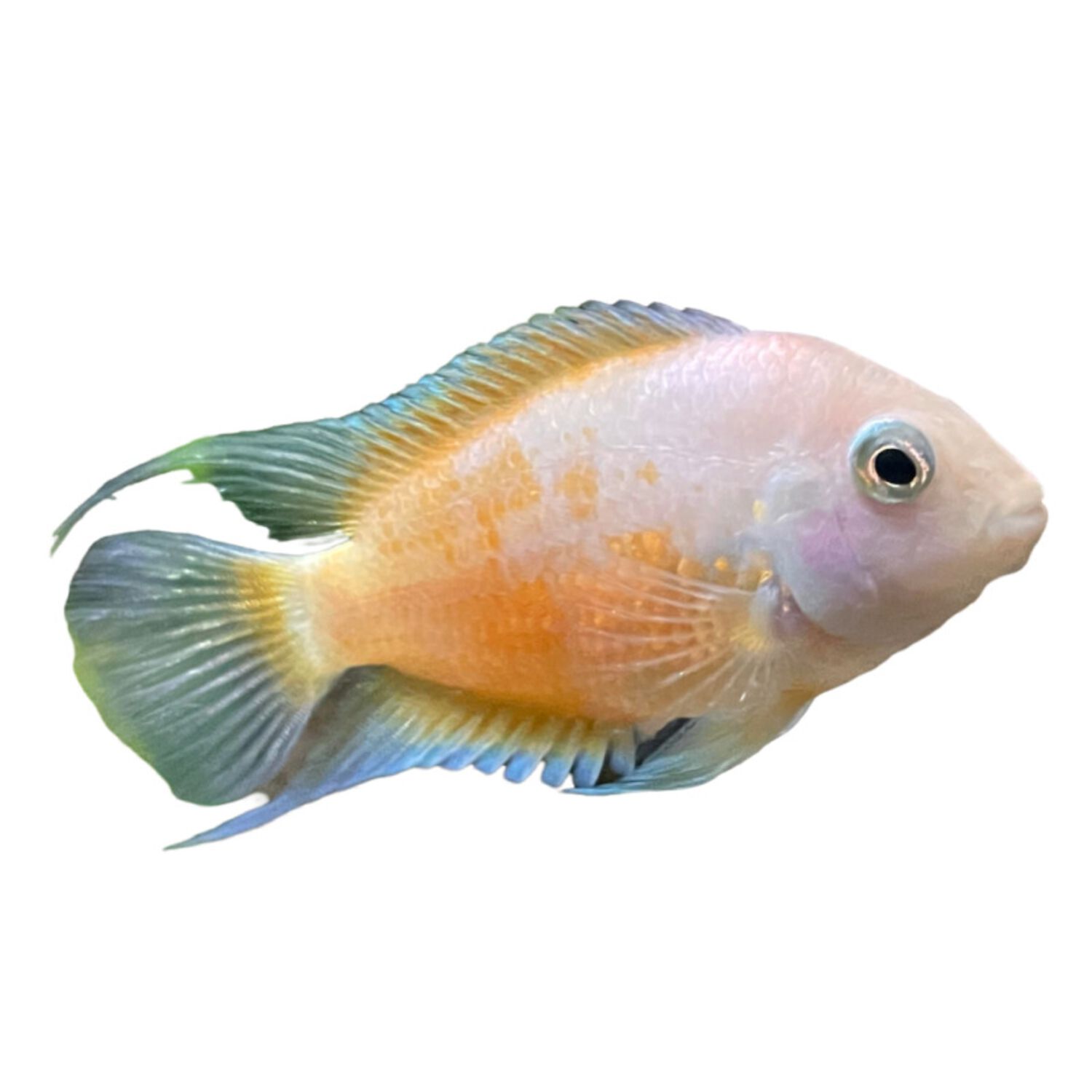 Pink Convict Cichlid - Regular