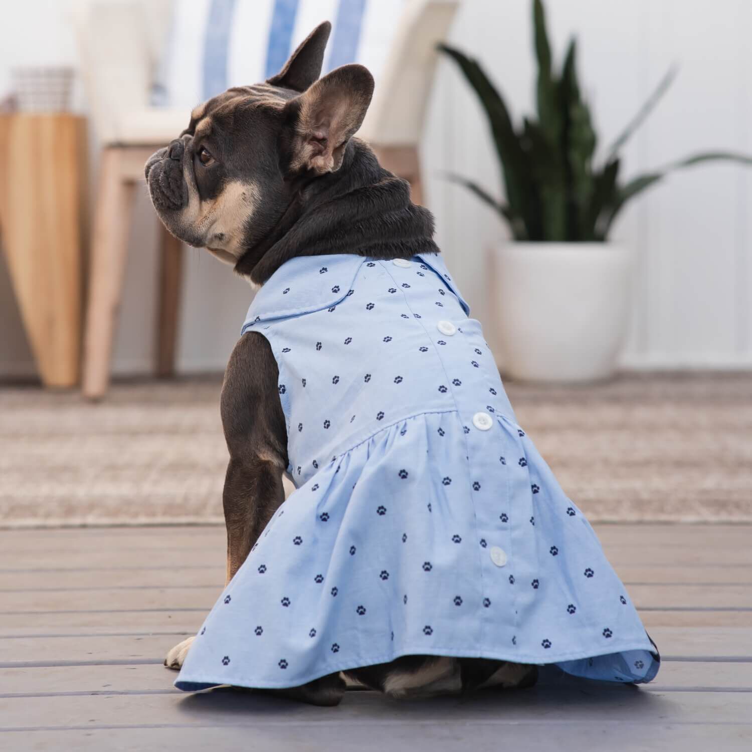 Gap Home Dog Cat Clothes Chambray Paw Print Gap Dog Dress Blue S Each