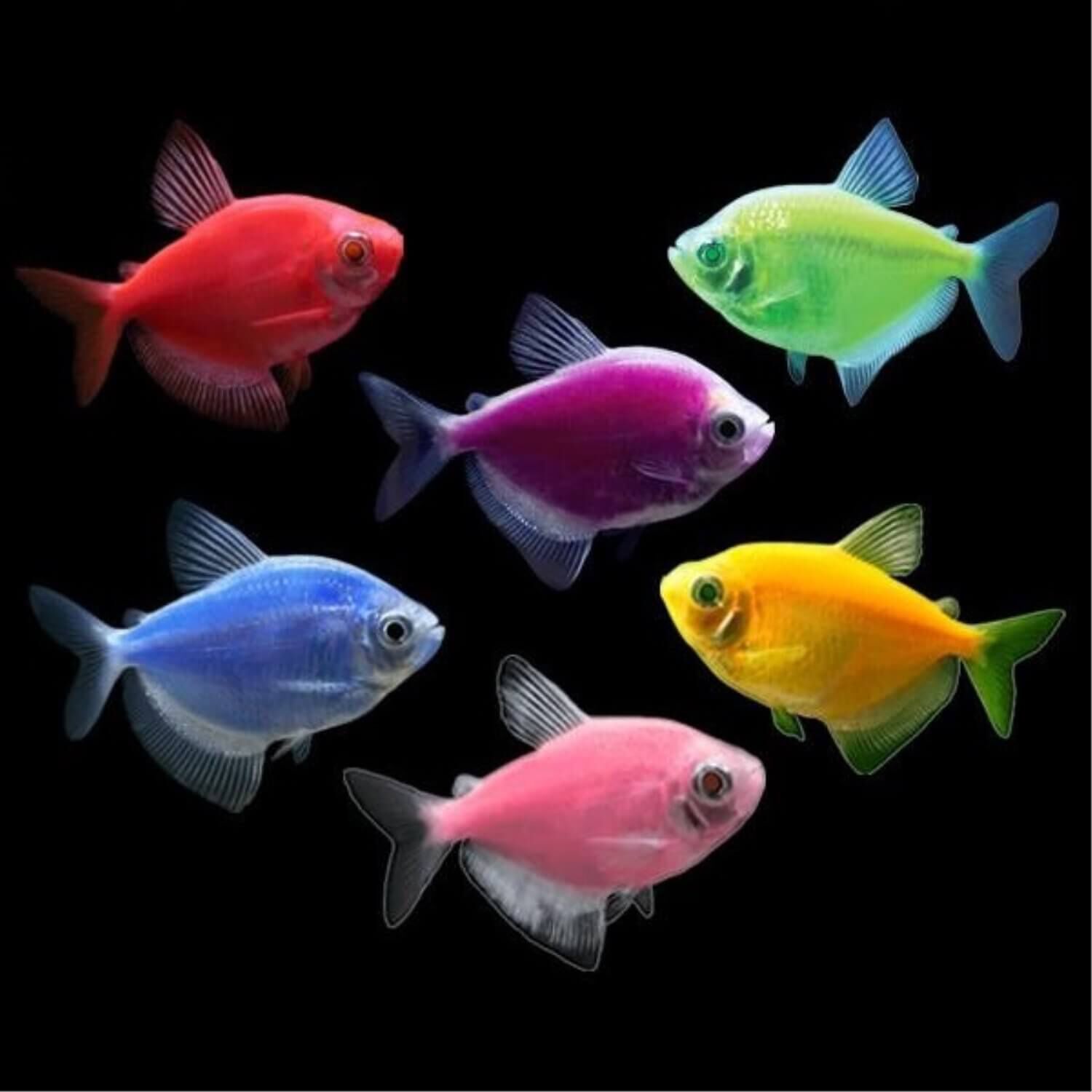 Nearby pet stores that sell fish clearance