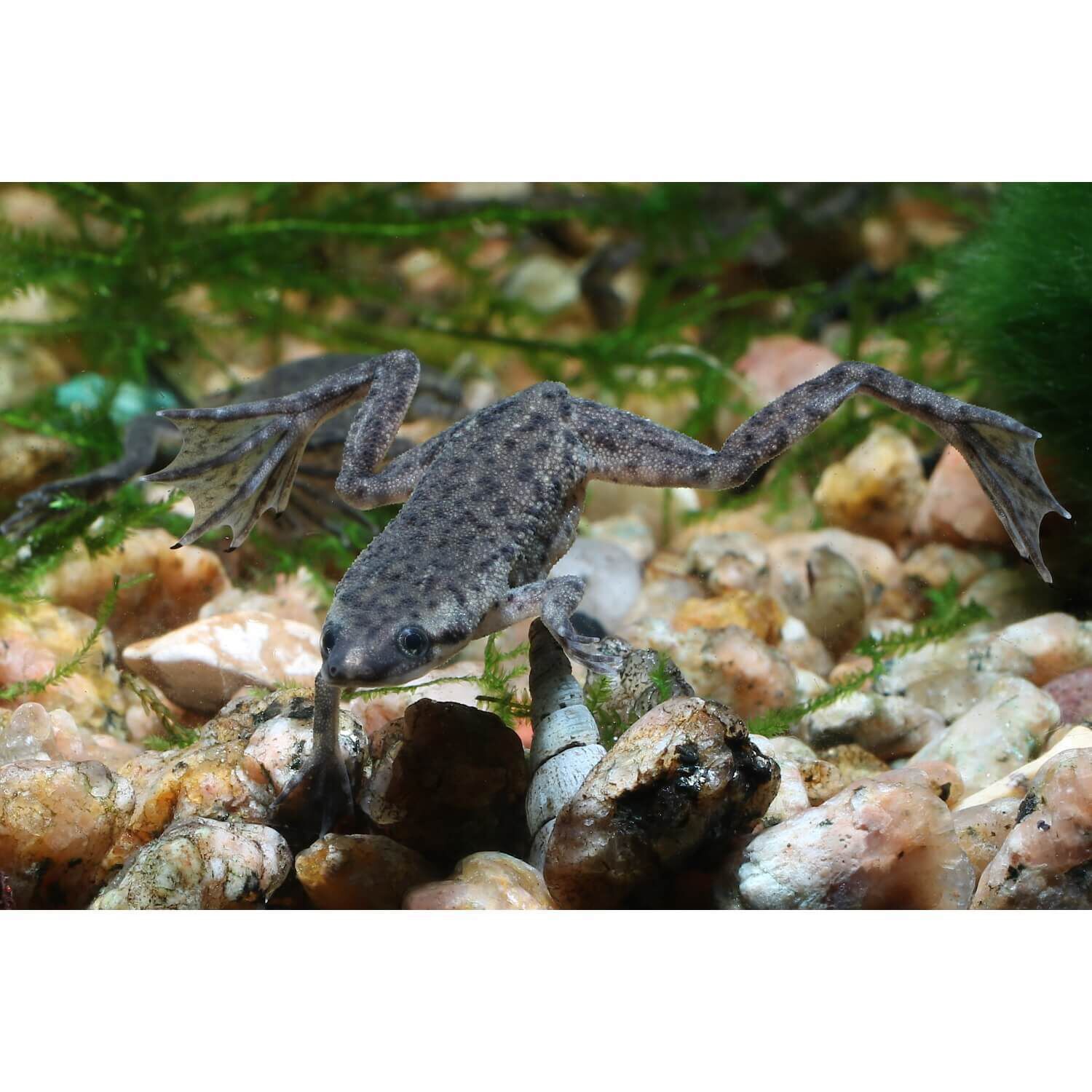 Dwarf Frog 1ea Pet Supermarket