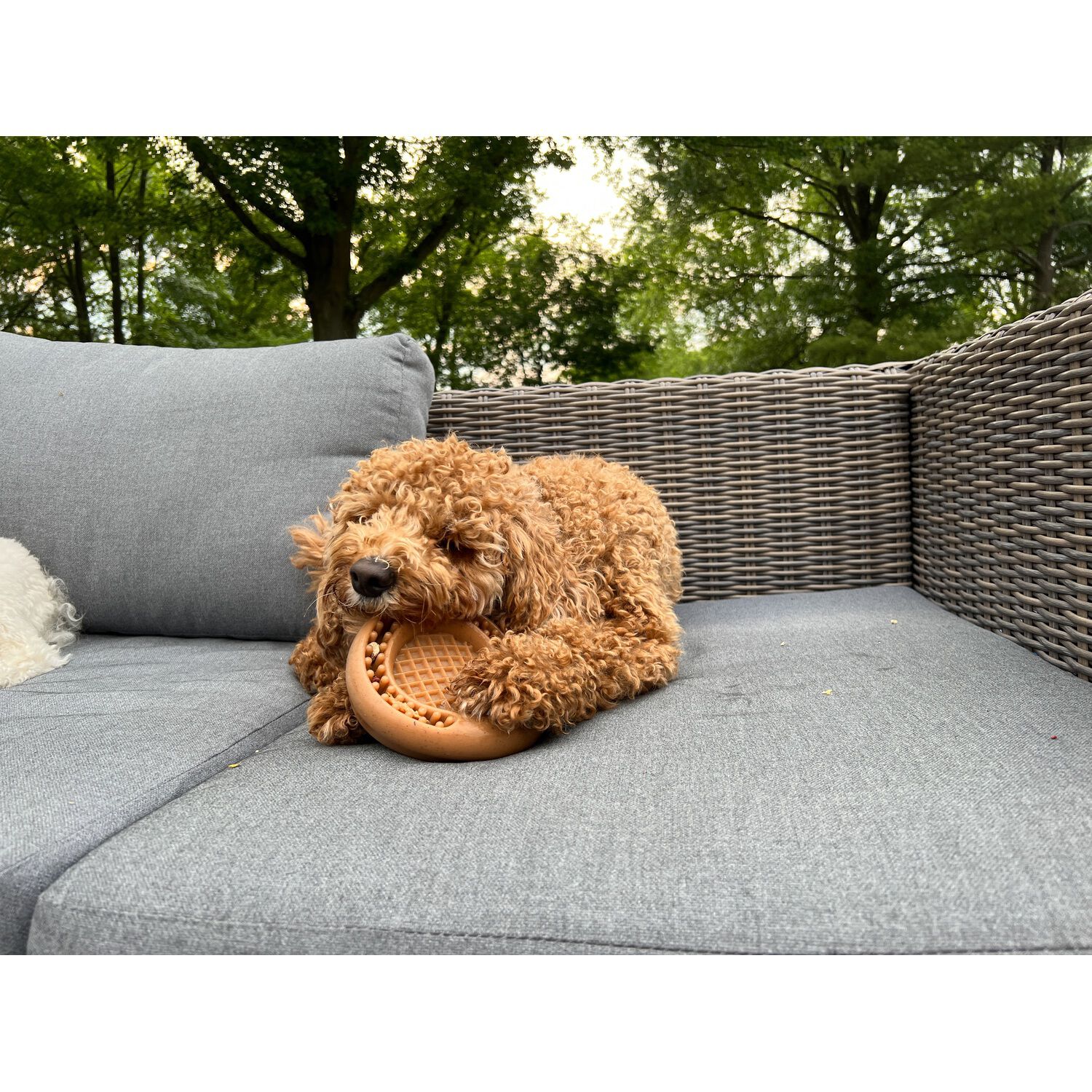 Tall Tails Wiggle Waffle Chew Textured Bacon Scented Dog Toy, 4" Medium