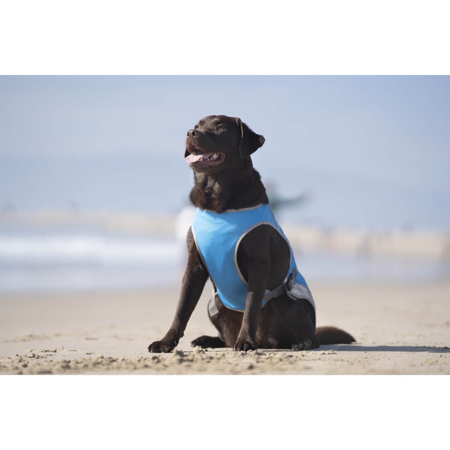Canada Pooch Chill Seeker Cooling Dog Vest - Blue
