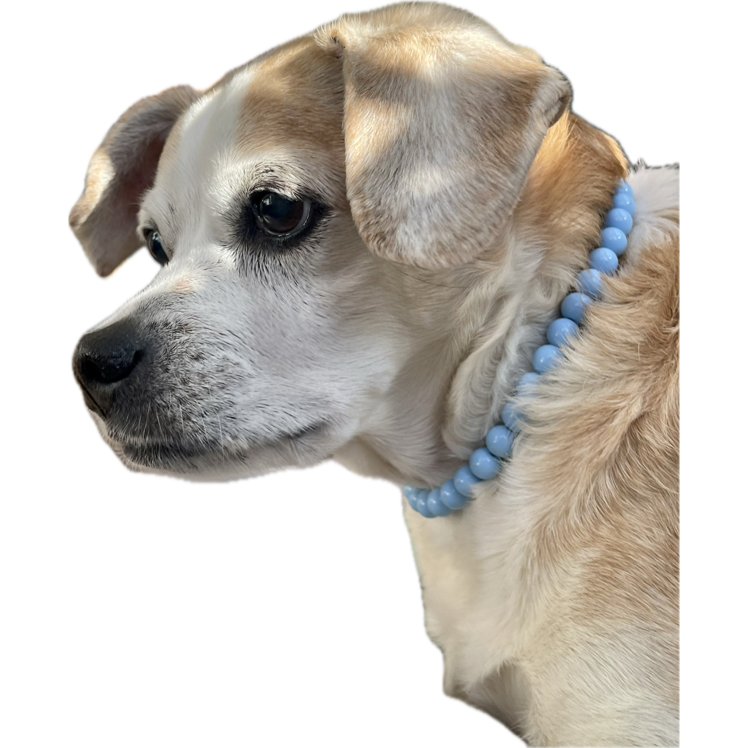 Bailey & Bella Blue Bead With A Gingham Bow Dog Necklace, Medium/Large