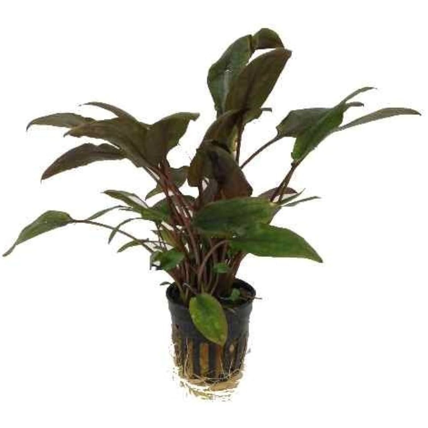 C. Wendtii, Redze Potted