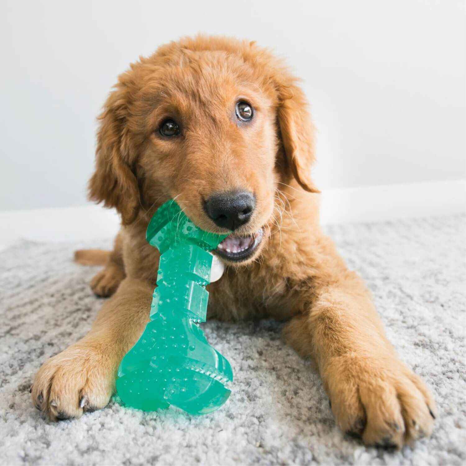 Kong Squeezz Dental Ball Dog Toy