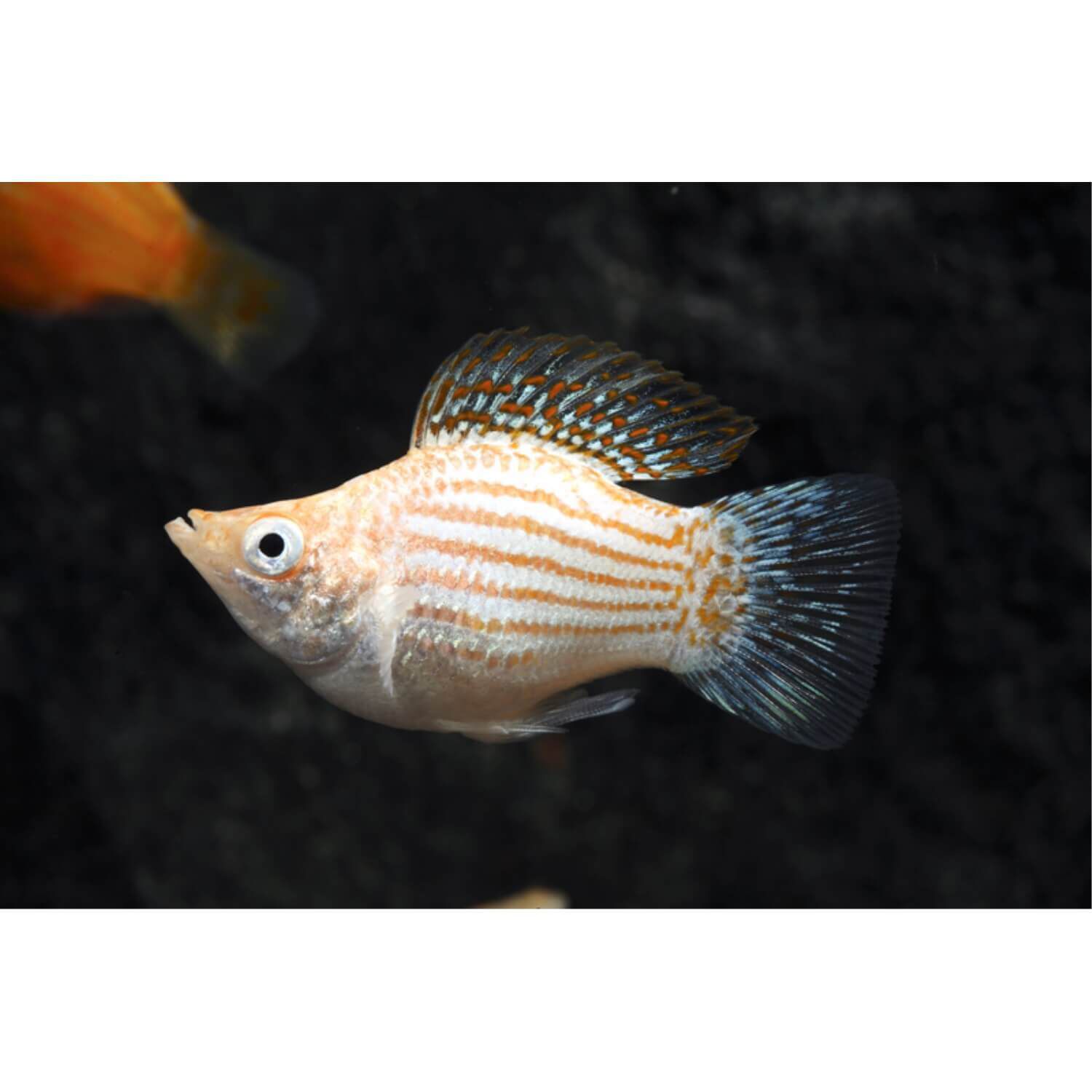 Assorted Balloon Molly Regular