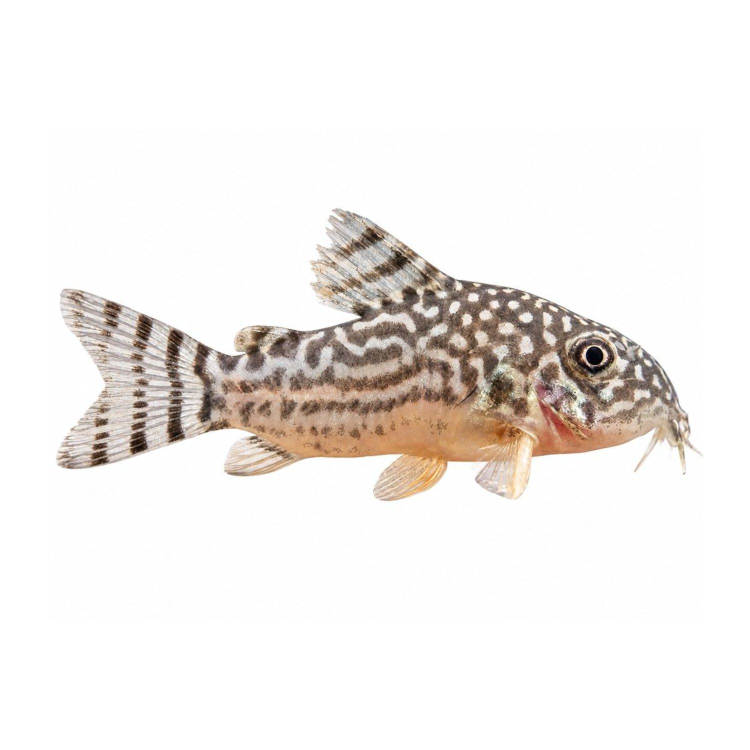 Sterbai Corydoras Tank
