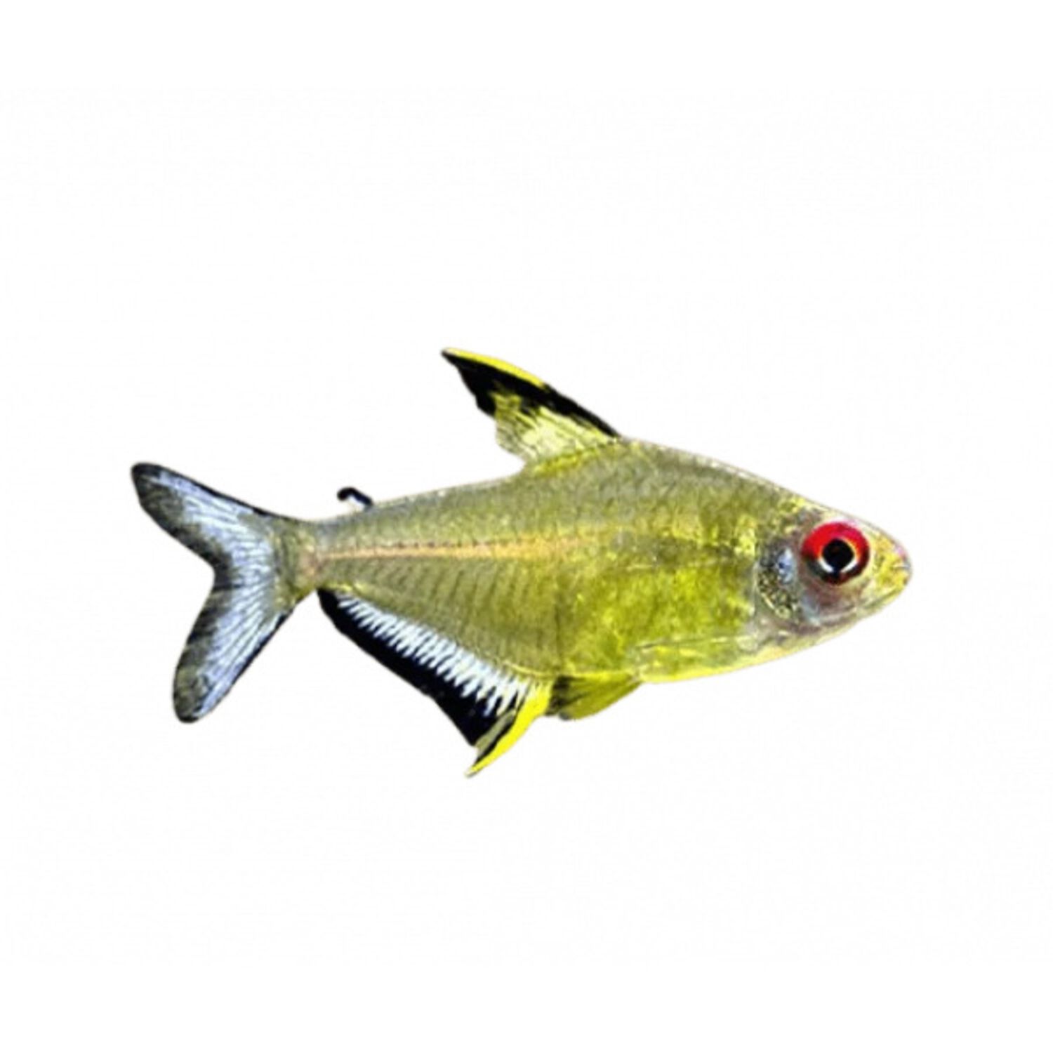 X-Ray Tetra Regular