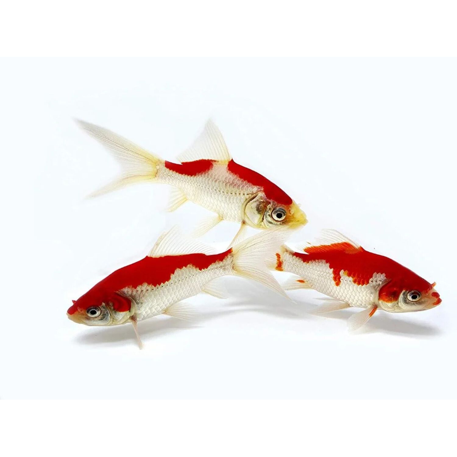 Sarassa Comet Goldfish  Medium/Small