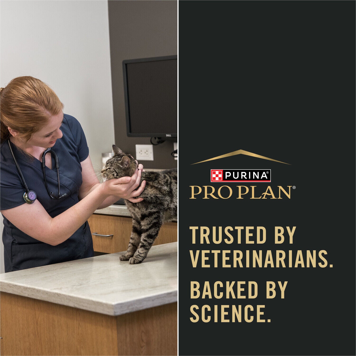 Purina Pro Plan Sensitive Skin And Stomach Dry Cat Food, Kitten Formula, Salmon And Rice Recipe, 7 Lb.