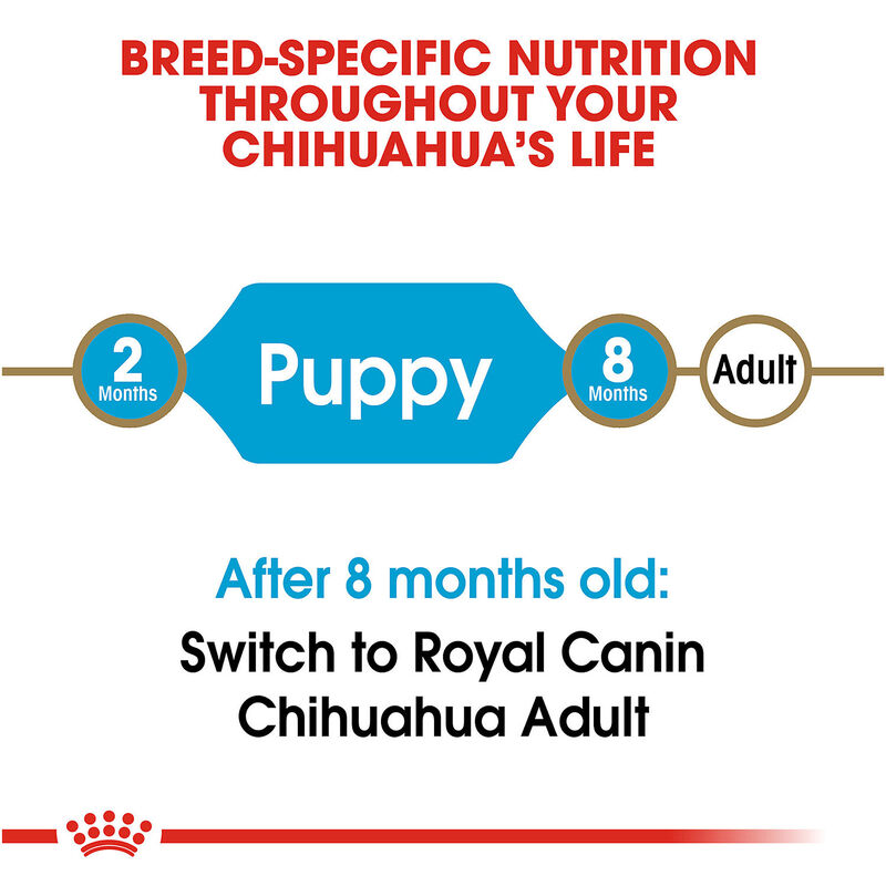 Chihuahua Puppy Dog Food image number 4