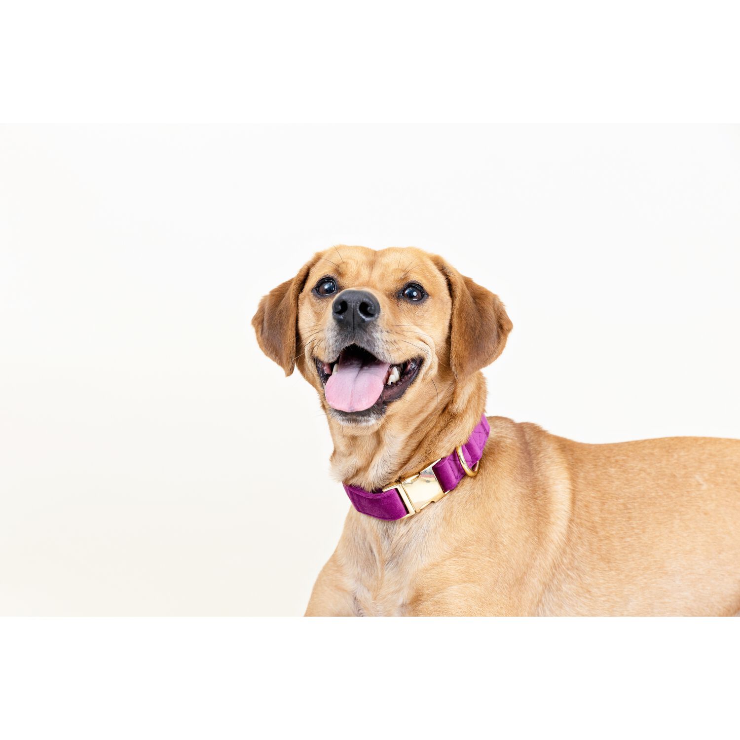 Pink Papyrus August Velvet With Gold Buckle Adjustable Dog Collar, Purple, Small, 11-16"