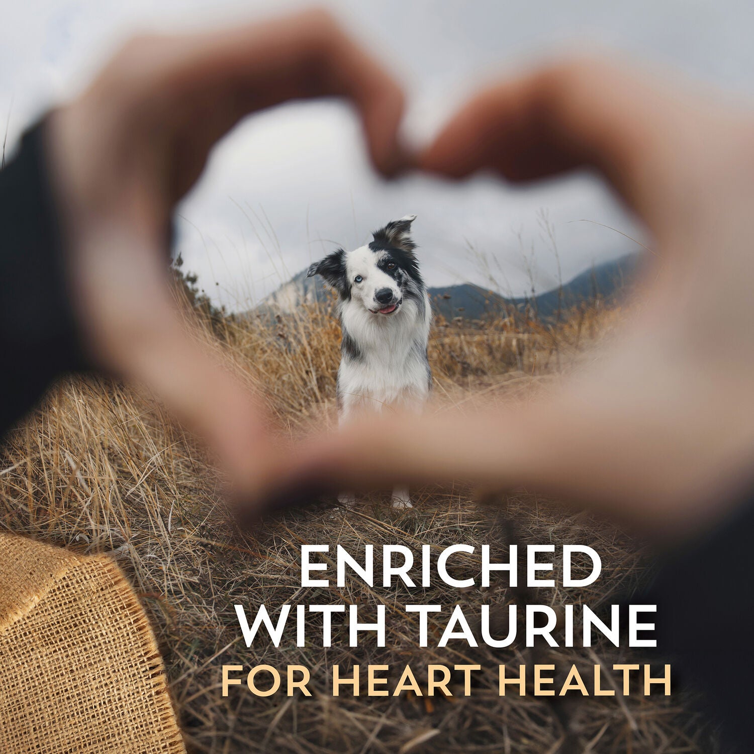 Wholesomes Sensitive Skin And Stomach Dry Dog Food, Lamb, 30Lb