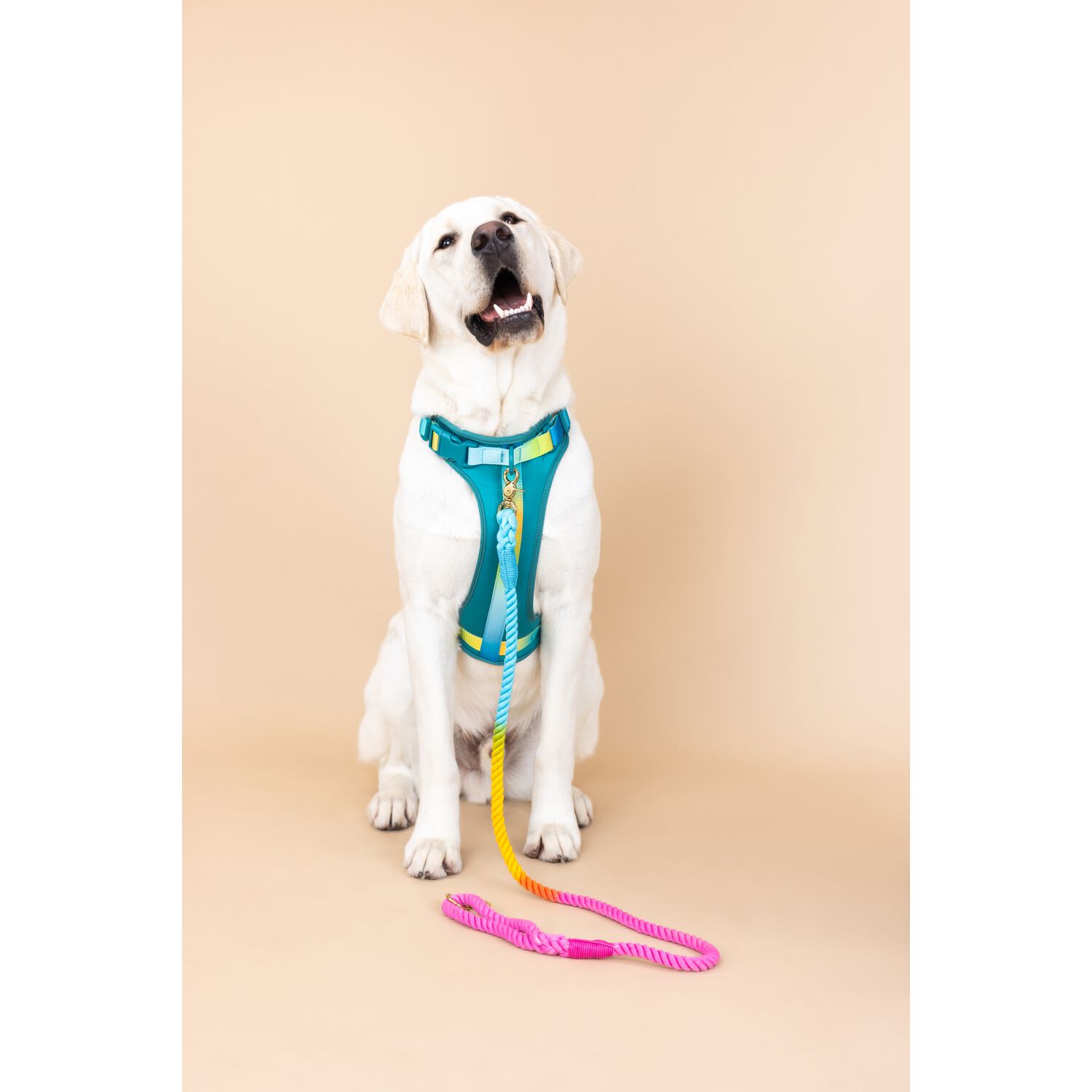 Pink Papyrus Joey Dual Clip Versitle Buckle Adjustable Dog Harness, Teal , Extra Small