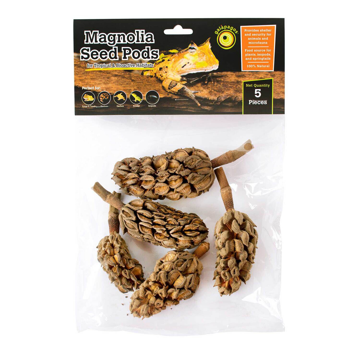 Gal&aacute;pagos Magnolia Seed Pods, Natural, 5Pk Header Bag