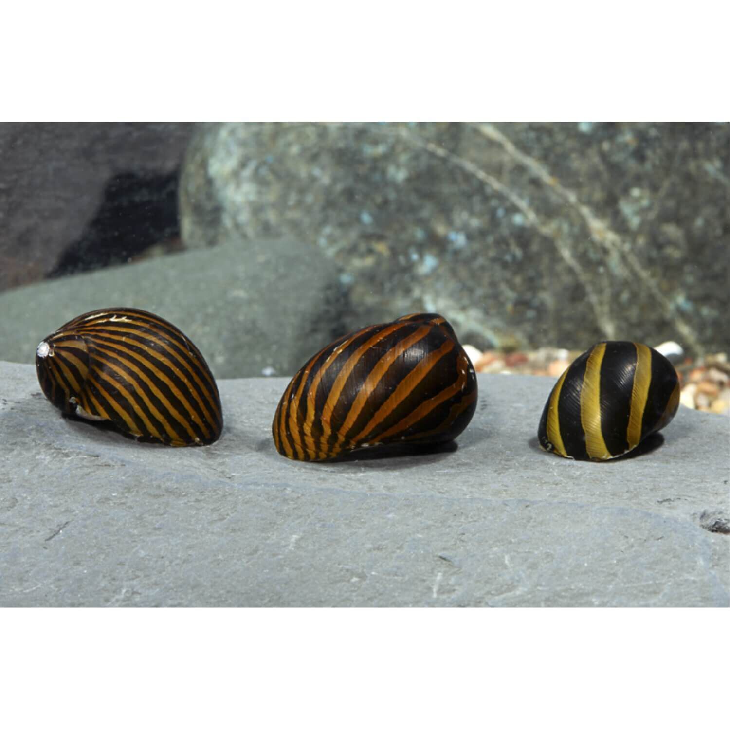 Zebra Nerite Snail Regular