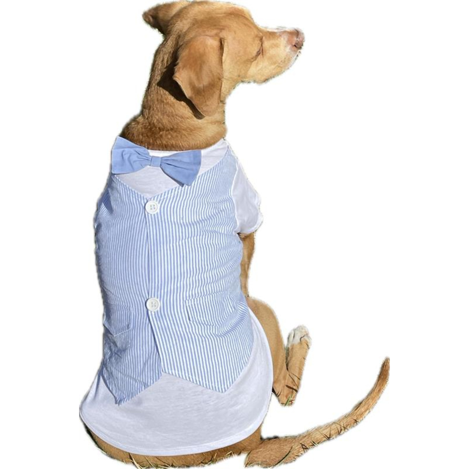 Dog Cotton Shirt The Worthy Dog Appliqué Whale Graphic Stripe