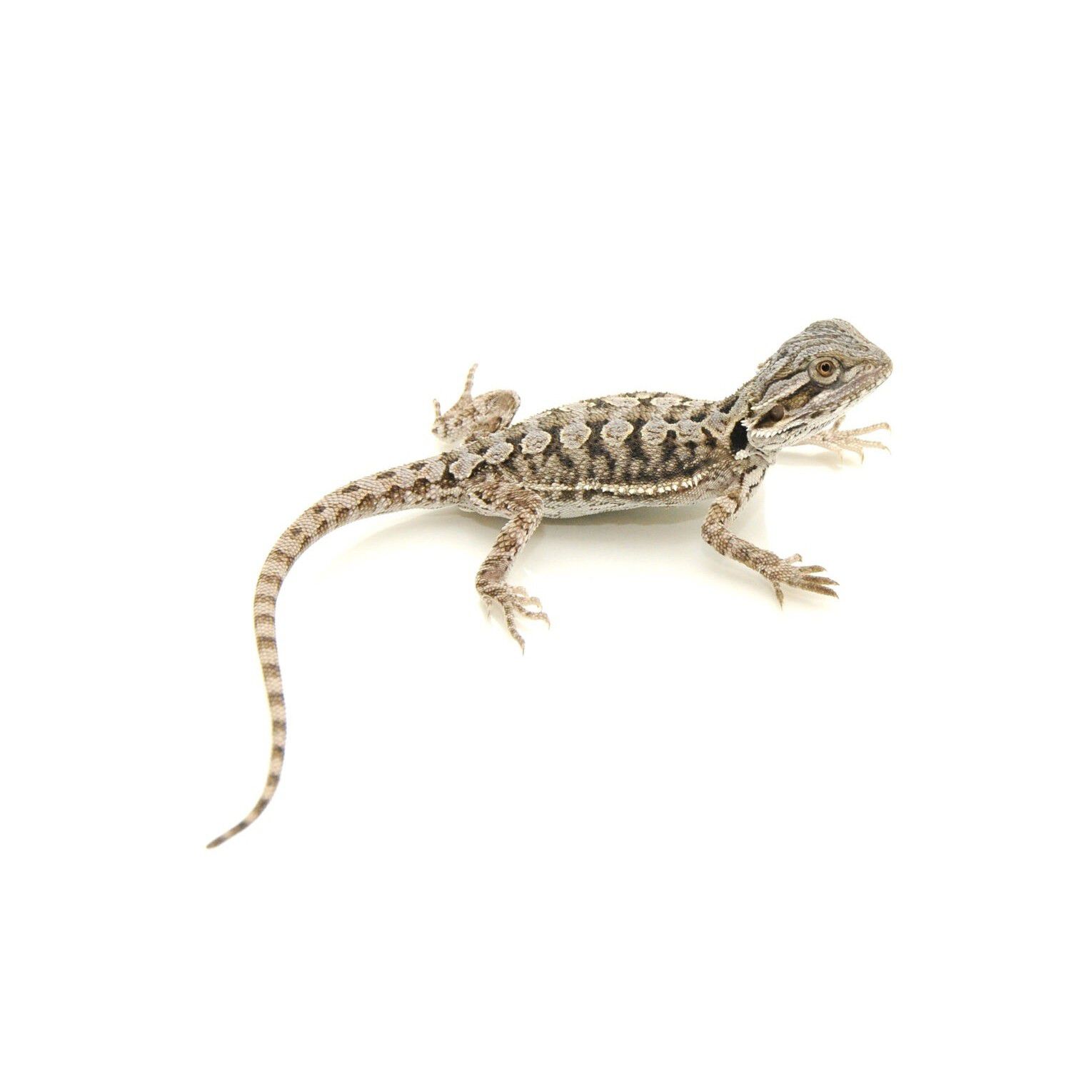 Bearded Dragon, Baby