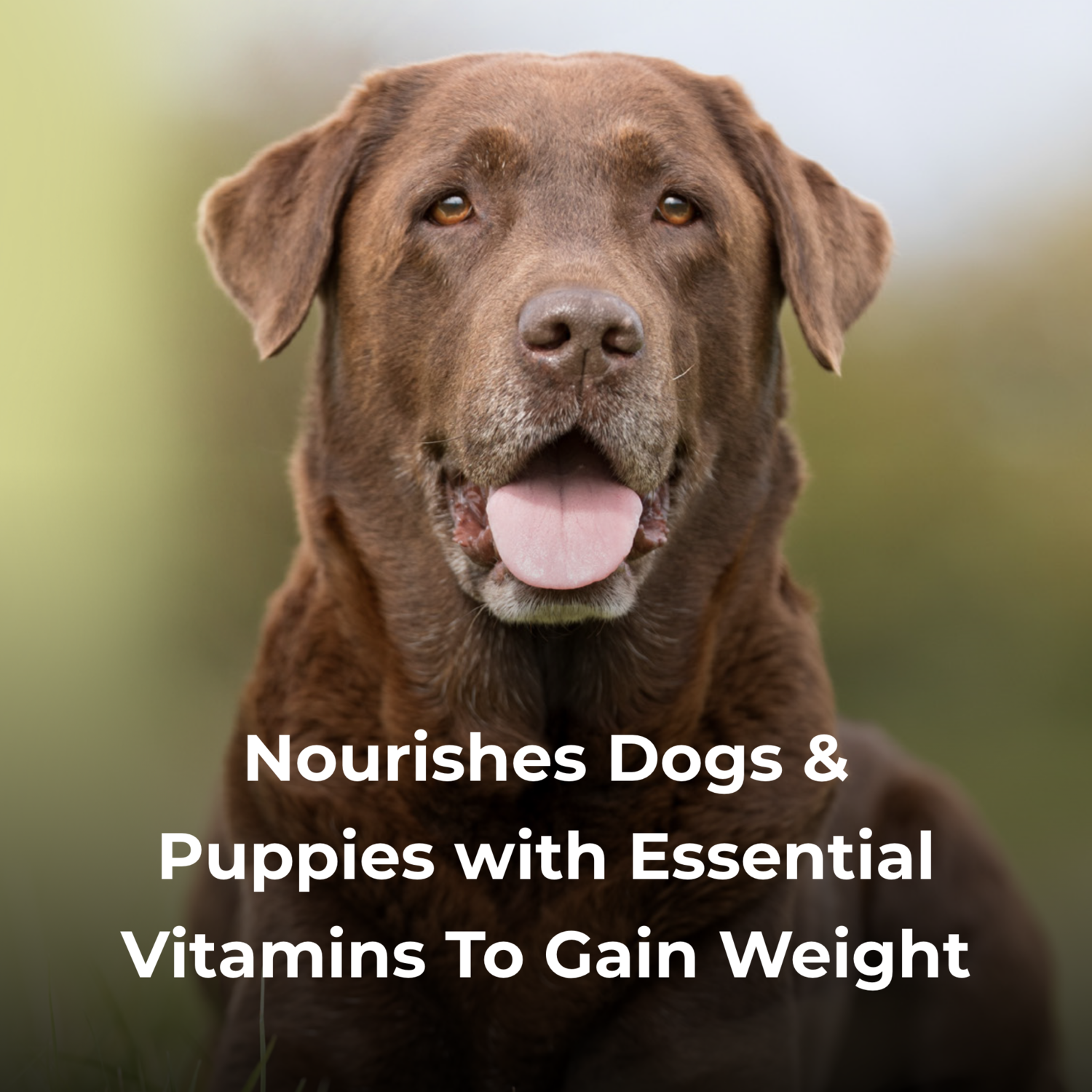 Petag Dyne High Calorie Liquid Nutritional Supplement For Dogs And Puppies, 16-Oz Bottle