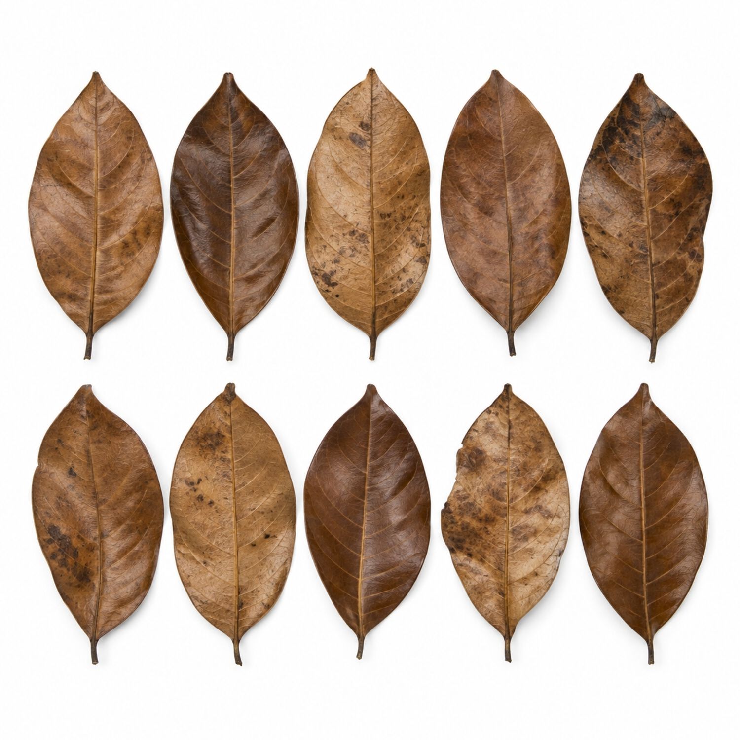Hydroasis Jack Leaves 10-Pack